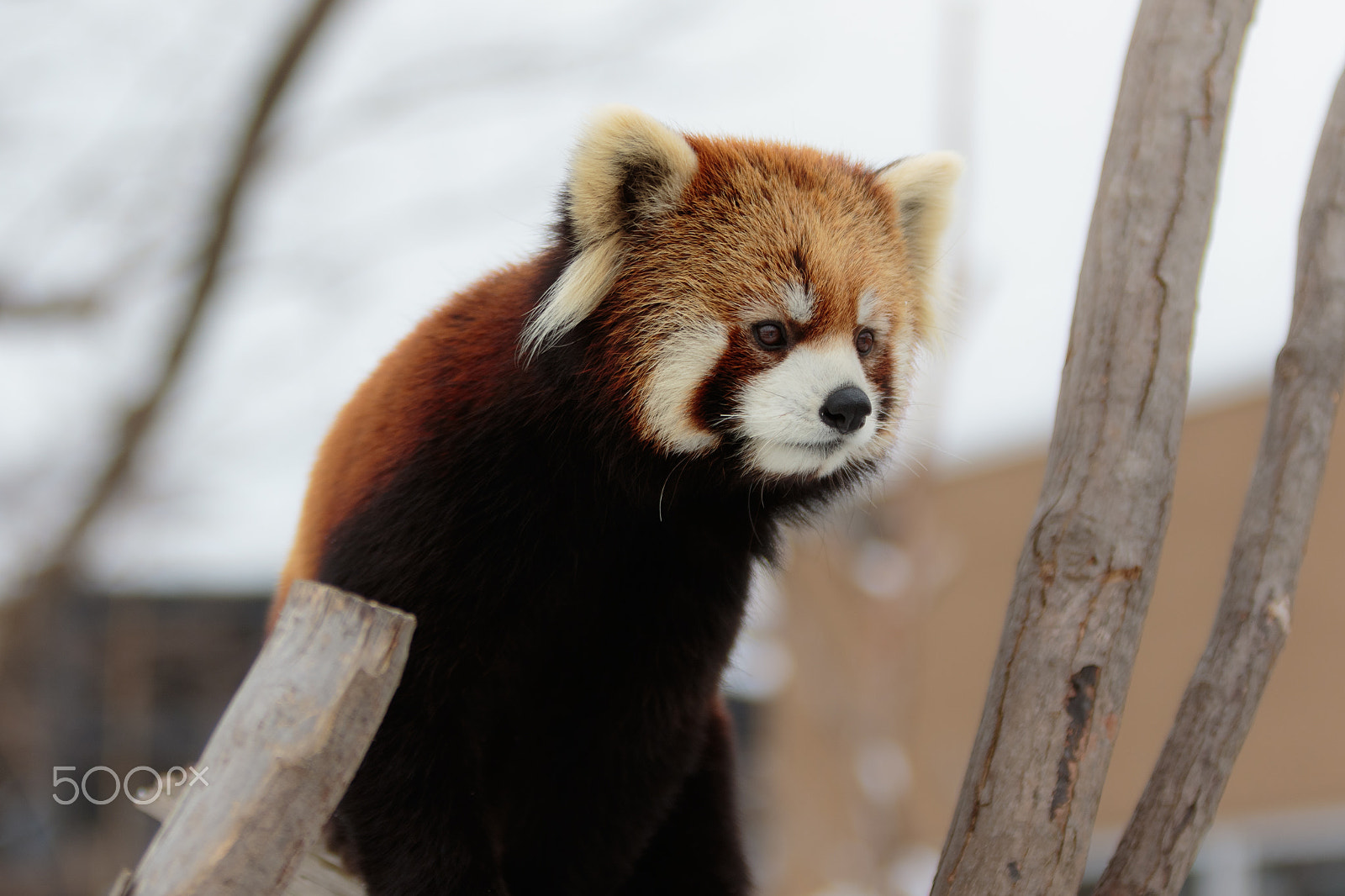 Canon EOS 7D Mark II + Canon EF 70-200mm F2.8L IS USM sample photo. Red panda photography