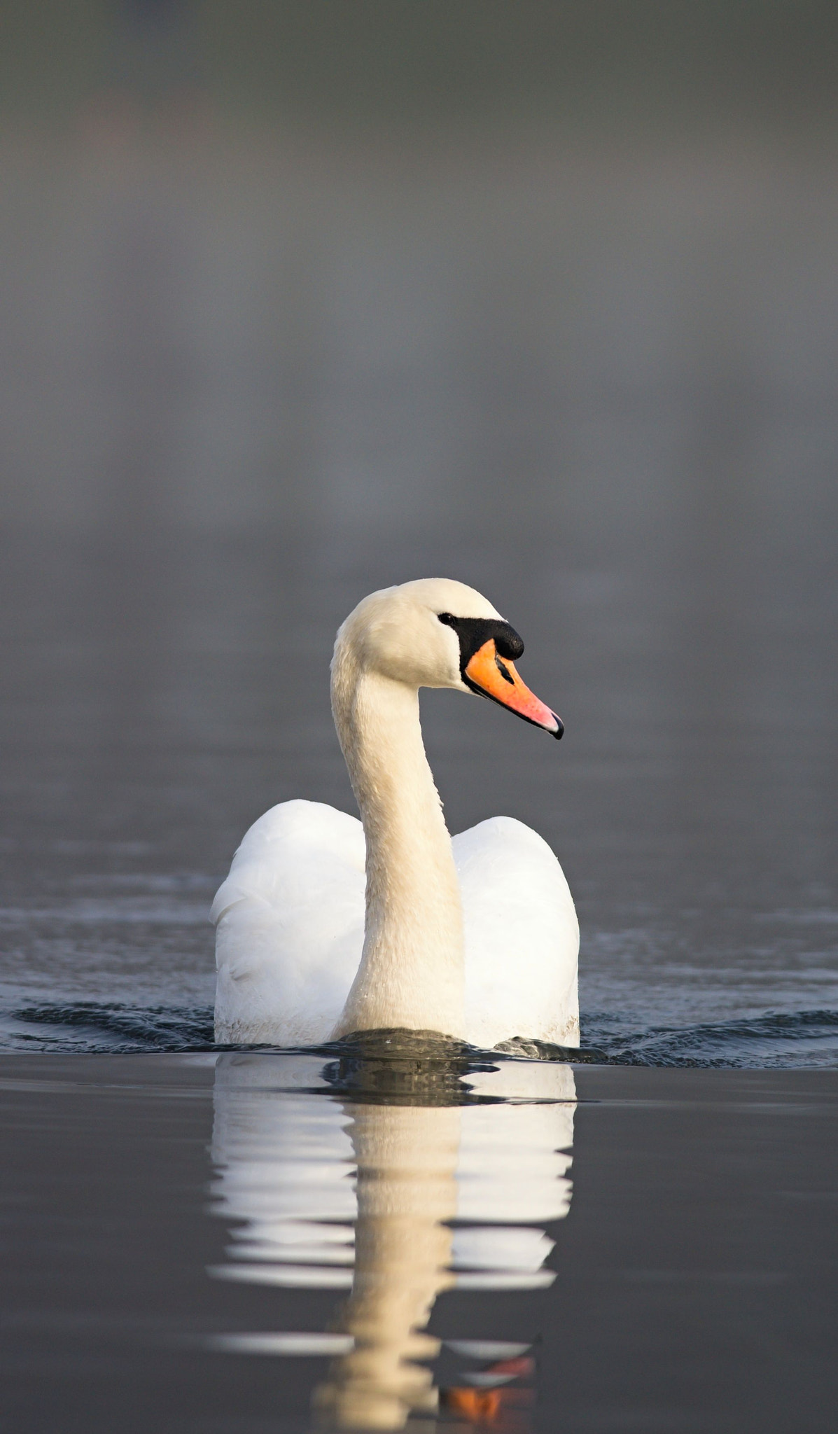 Nikon D610 + Nikon AF-S Nikkor 300mm F4D ED-IF sample photo. Dsc_0557_01.jpg photography