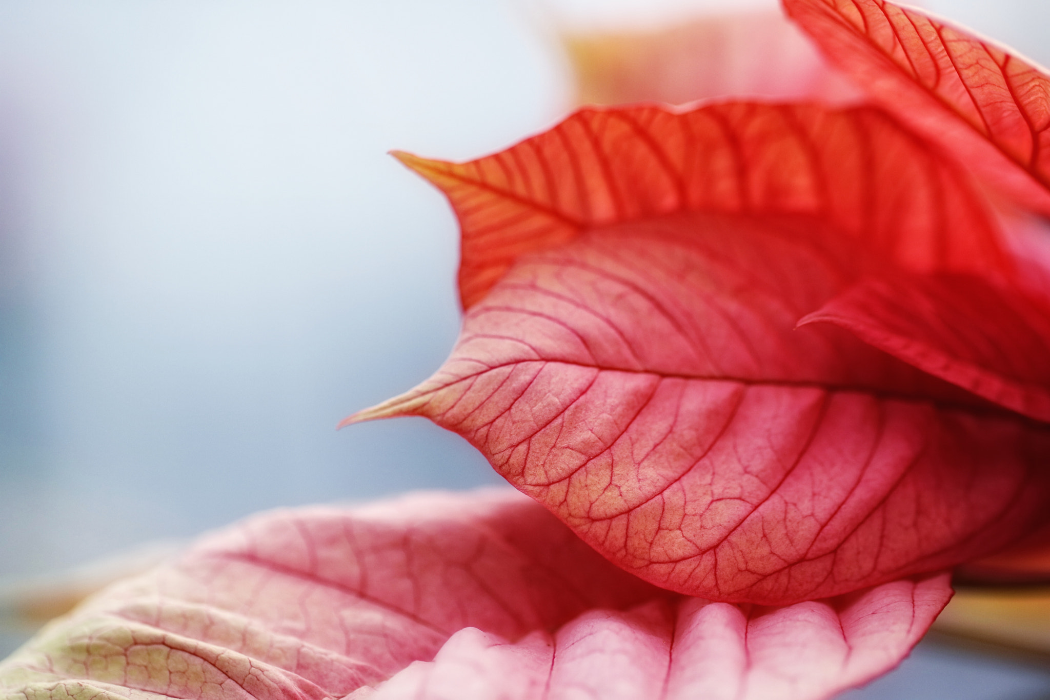 Canon EOS 760D (EOS Rebel T6s / EOS 8000D) sample photo. Pink poinsettia photography