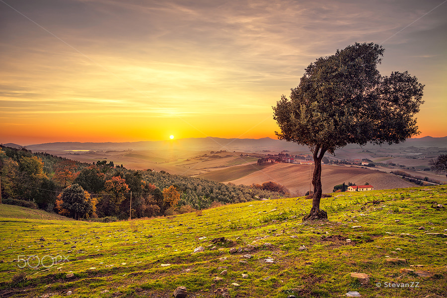Sony a7R II + Canon EF 24-105mm F4L IS USM sample photo. Tuscany countryside panorama and windy olive tree on sunset. photography