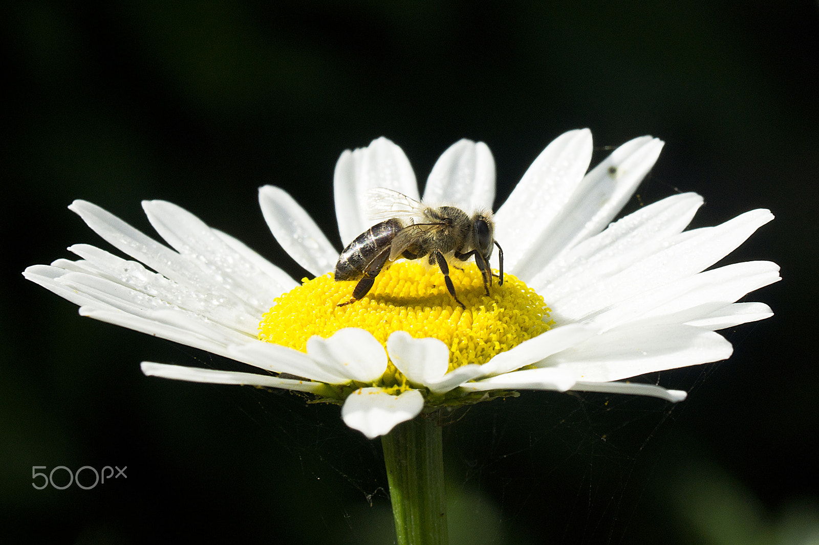 Sony DT 16-105mm F3.5-5.6 sample photo. Lightness photography