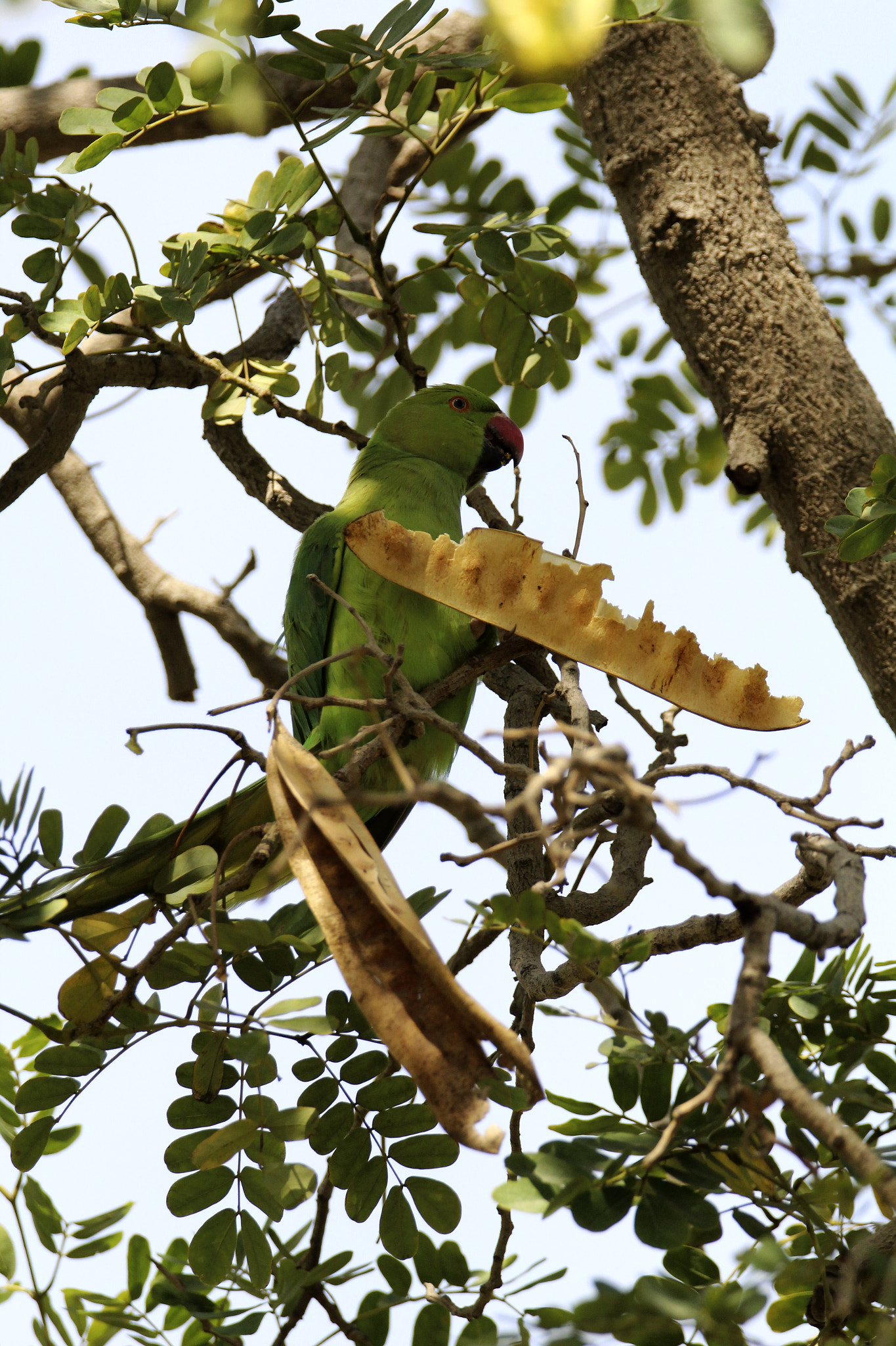 Tamron SP 150-600mm F5-6.3 Di VC USD sample photo. Img photography
