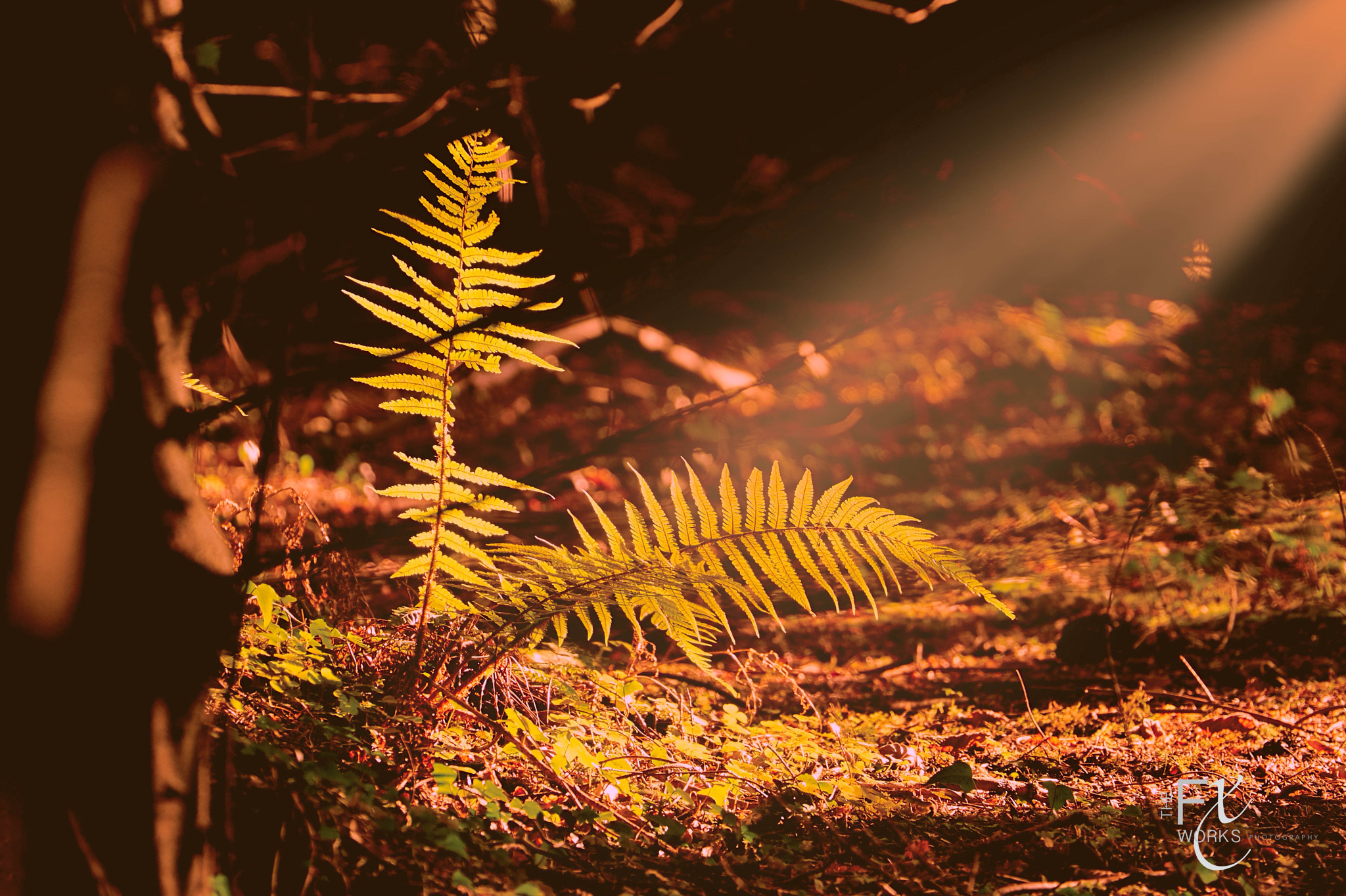 Fujifilm X-Pro2 sample photo. Wooded glade - www.thefxworks.co.uk photography