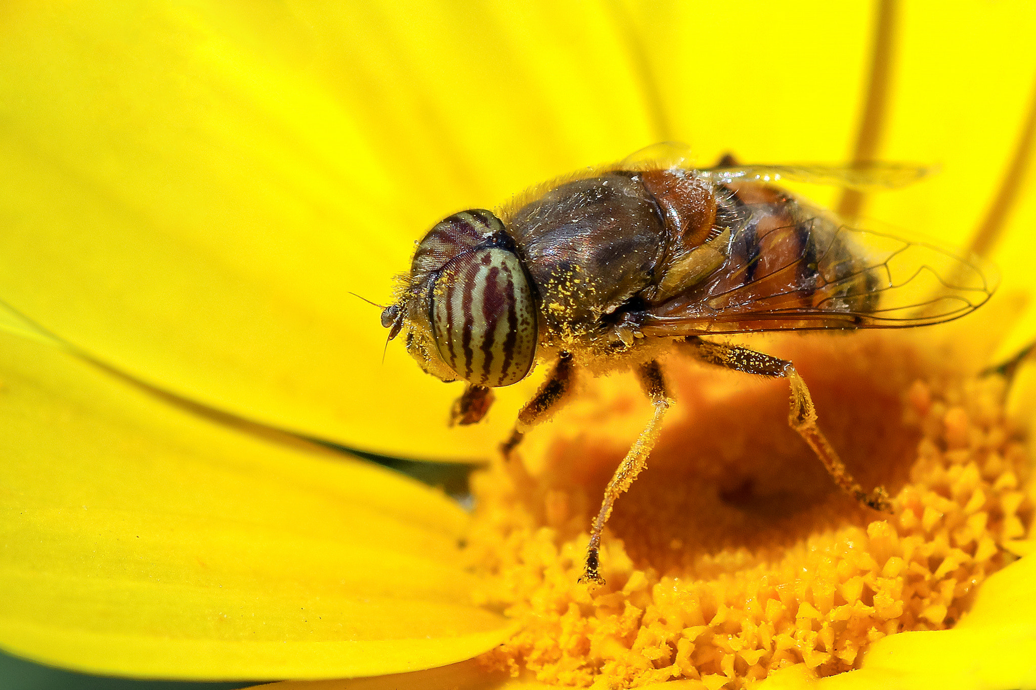 Canon EOS 600D (Rebel EOS T3i / EOS Kiss X5) + Canon EF 100mm F2.8 Macro USM sample photo. Hover fly. photography