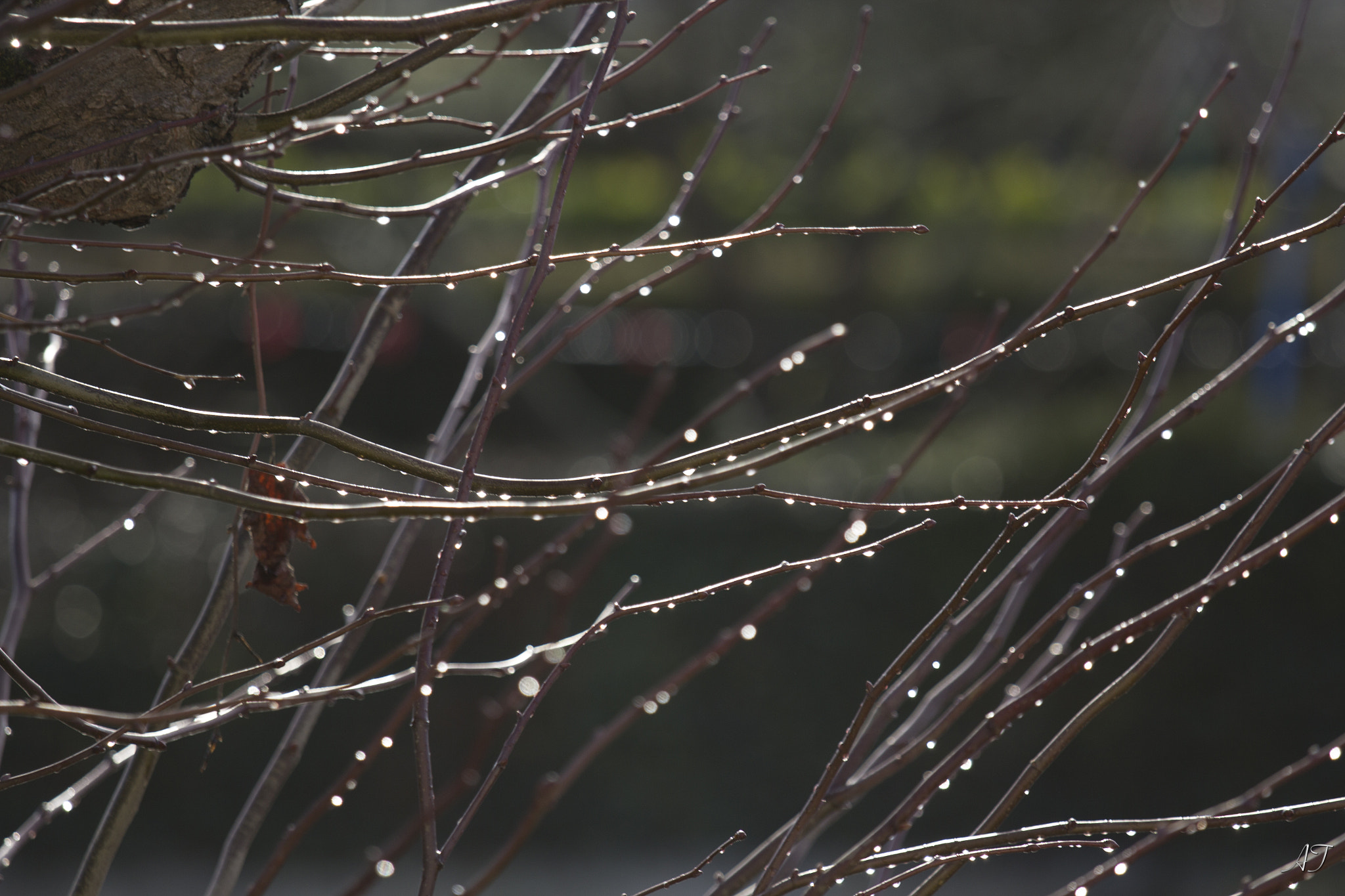 Canon EOS 60D + Canon EF 70-200mm F4L IS USM sample photo
