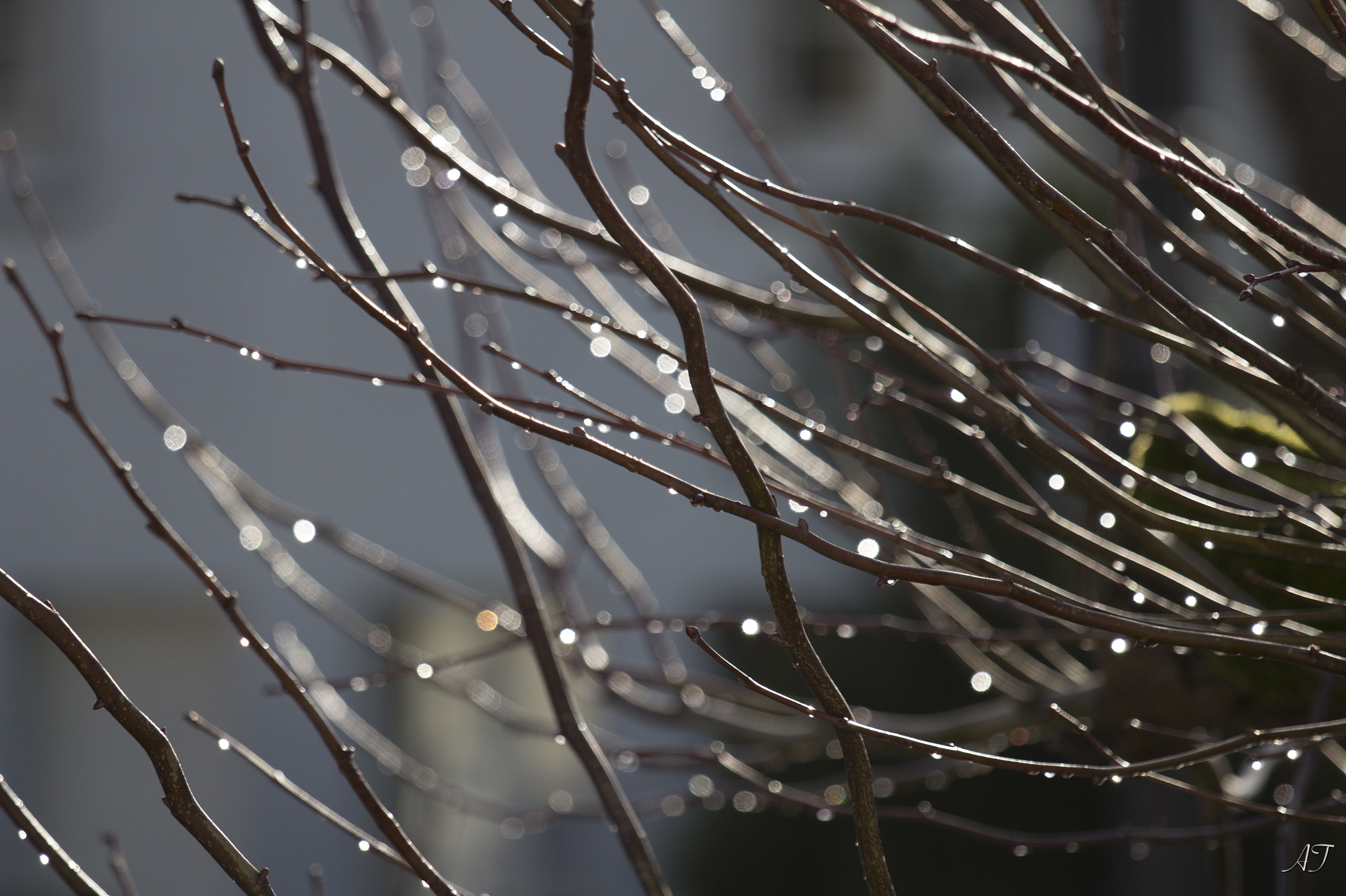 Canon EOS 60D + Canon EF 70-200mm F4L IS USM sample photo