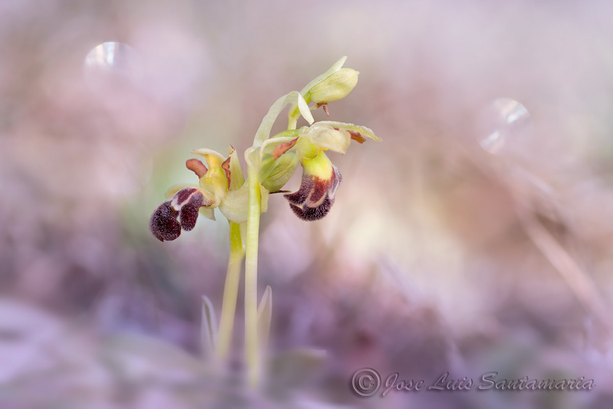 Nikon D300S sample photo. Ophrys dyris photography