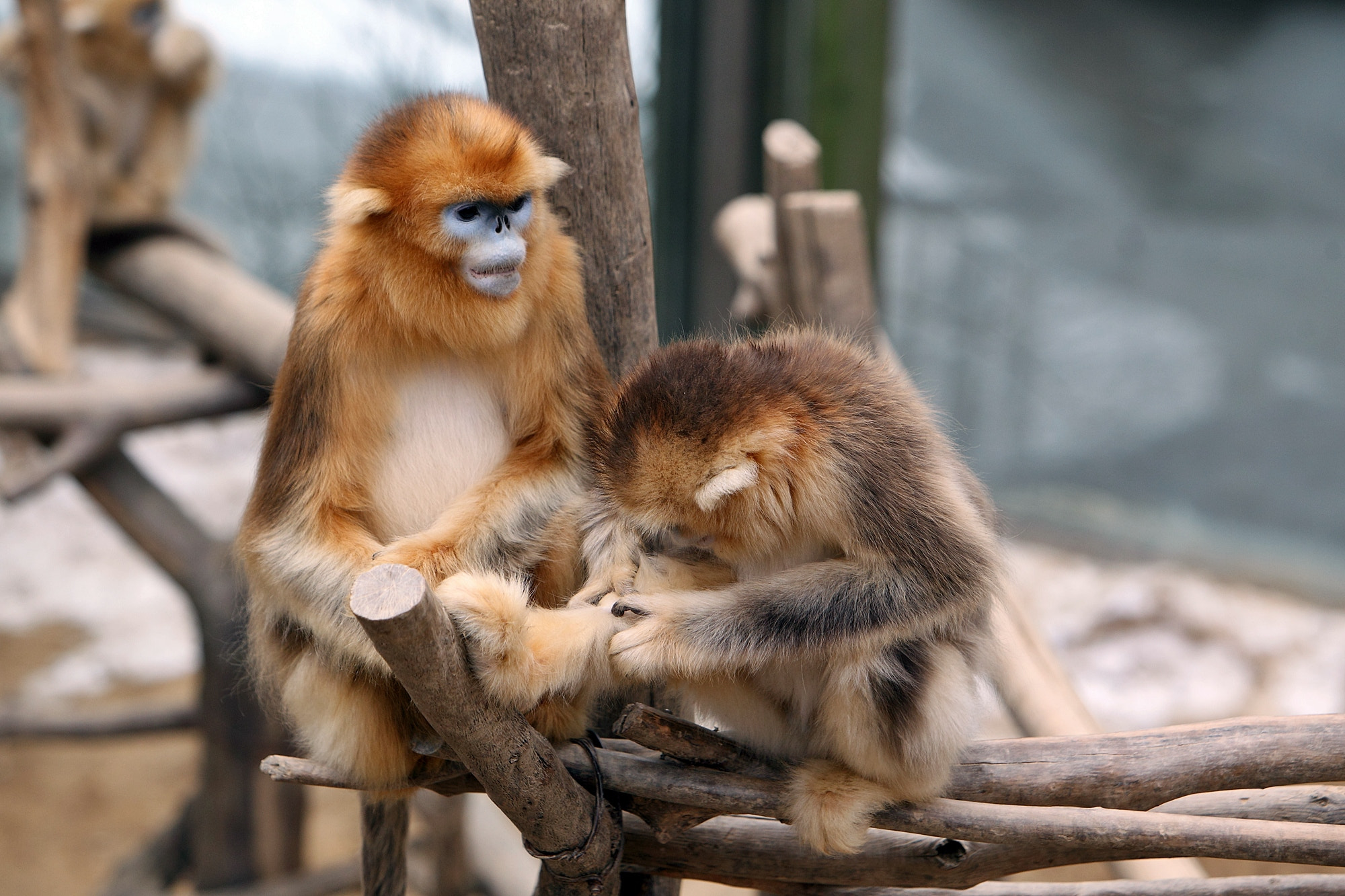 Canon EOS-1D Mark IV sample photo. Golden monkey photography