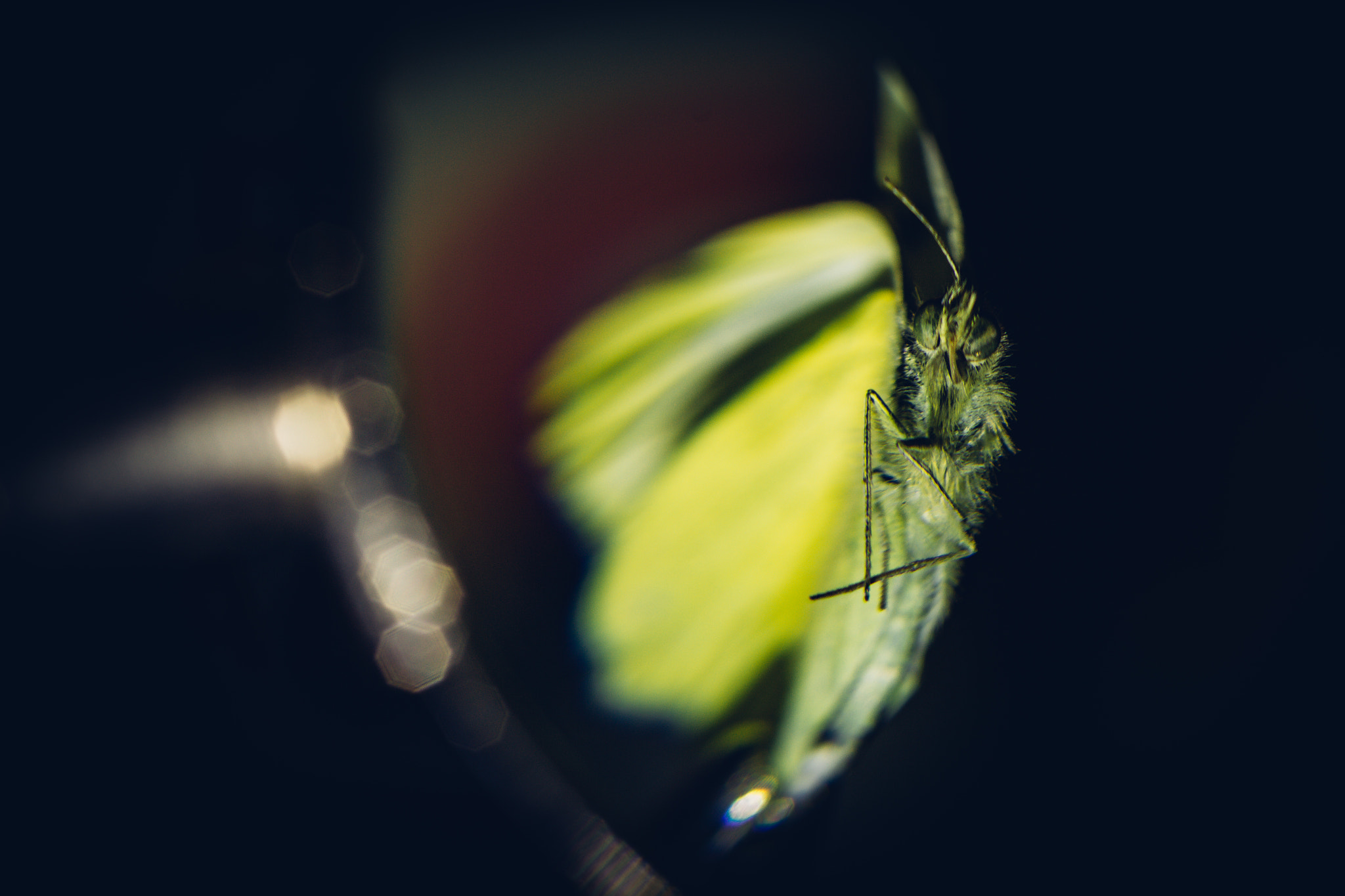 Canon EOS 60D + Sigma 105mm F2.8 EX DG Macro sample photo. Dead butterfly photography