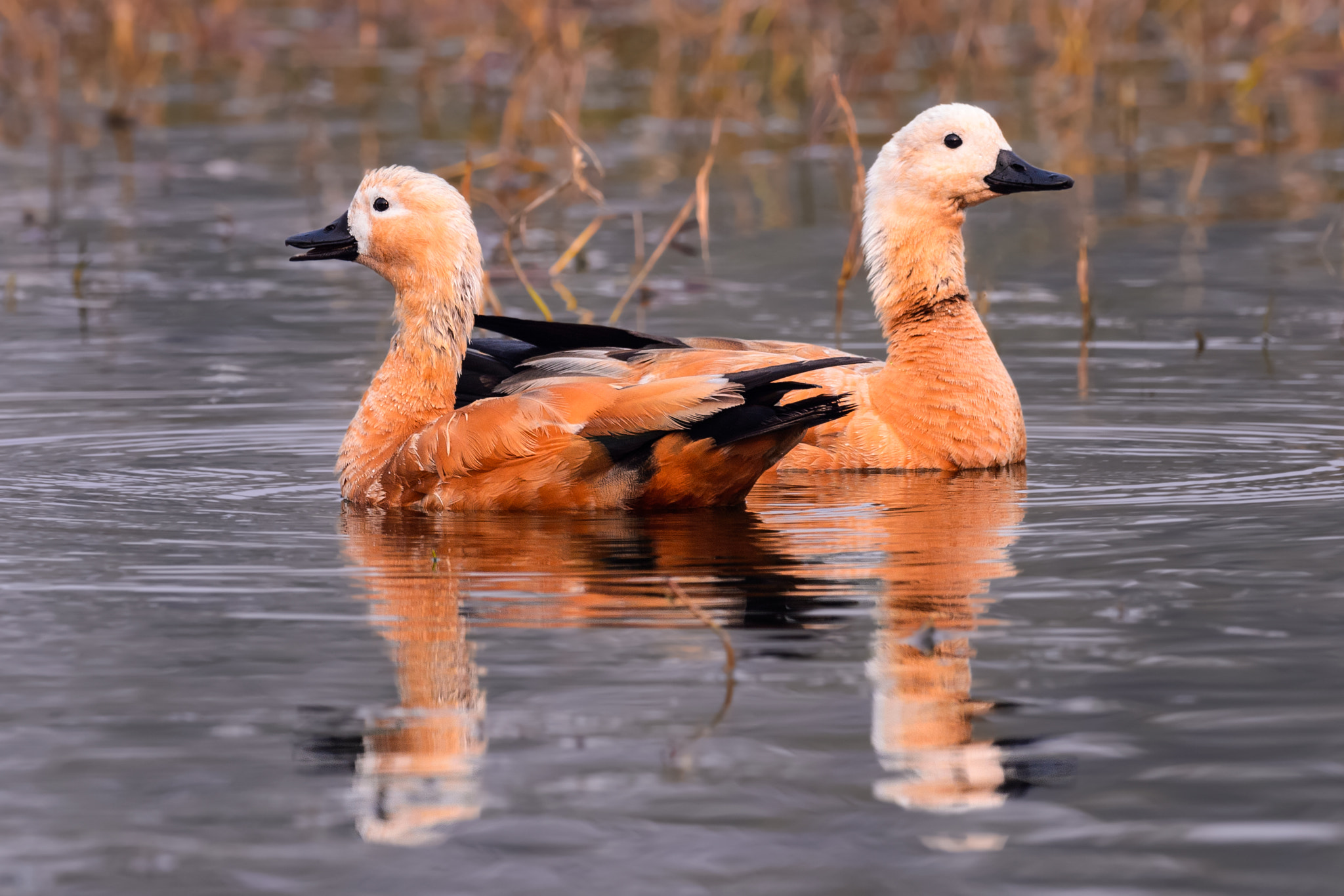 Nikon AF-S Nikkor 800mm F5.6E FL ED VR sample photo. খযর চখচখ ruddy shelduck tadorna ferruginea photography