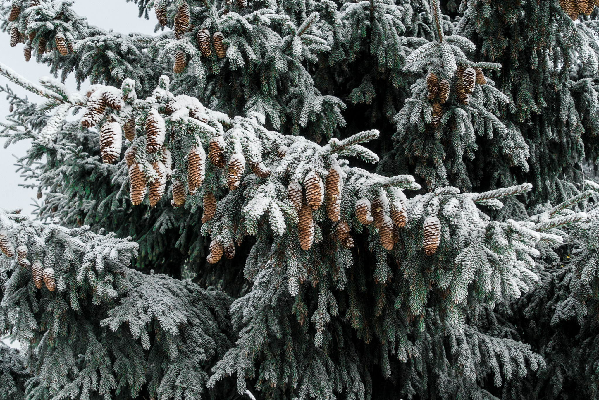 Sony a7S II + Sony Vario Tessar T* FE 24-70mm F4 ZA OSS sample photo. Winter impression at seiser alm photography