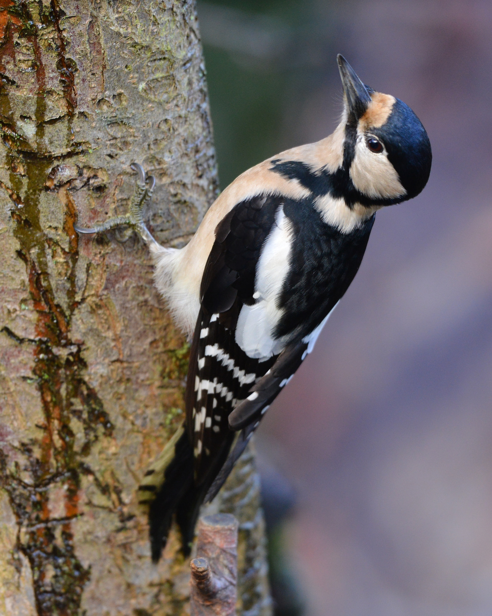 Nikon D600 + Nikon AF-S Nikkor 500mm F4G ED VR sample photo. Grote bonte specht photography