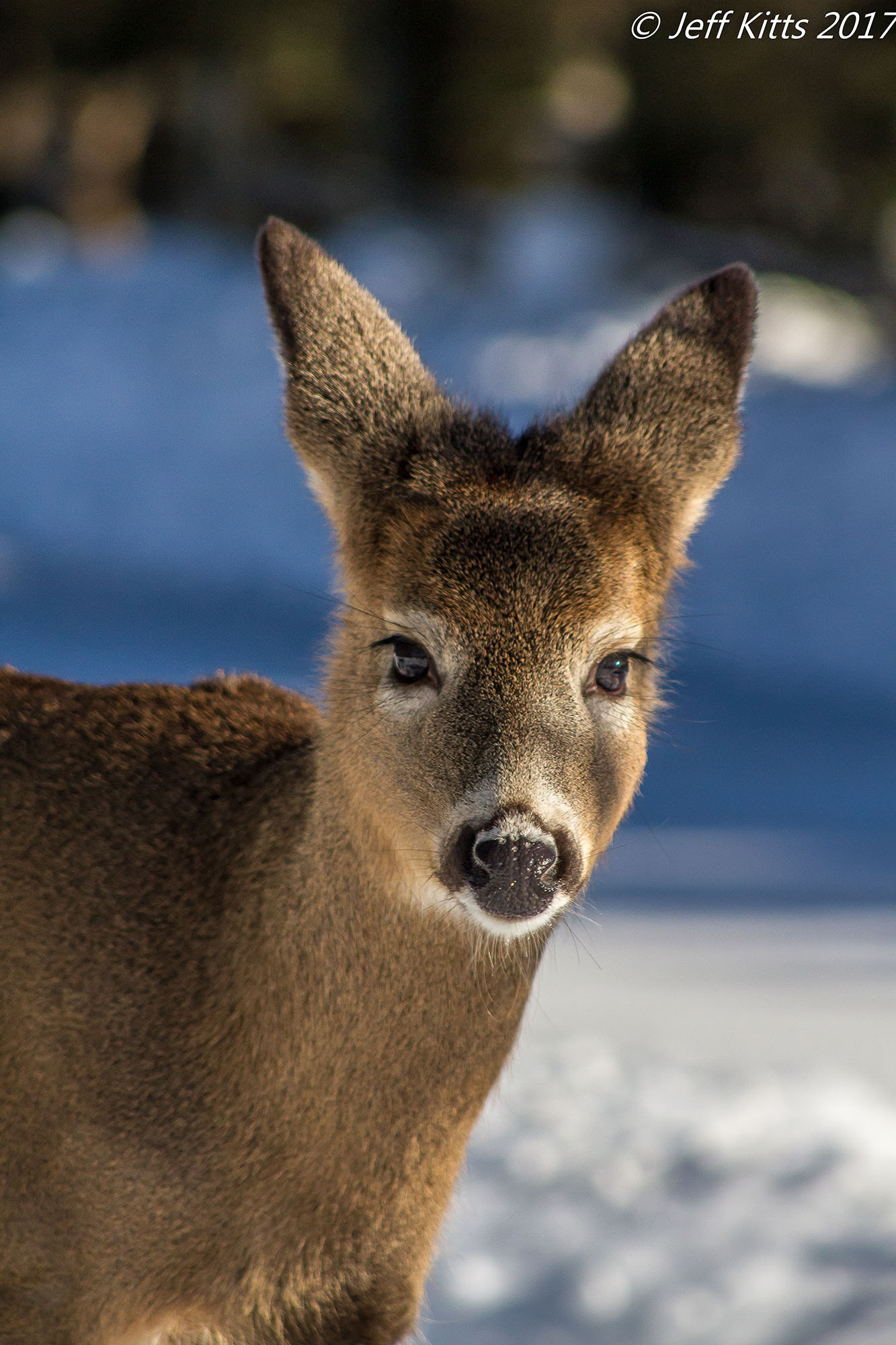 Canon EF 75-300mm f/4-5.6 USM sample photo. 3413 photography