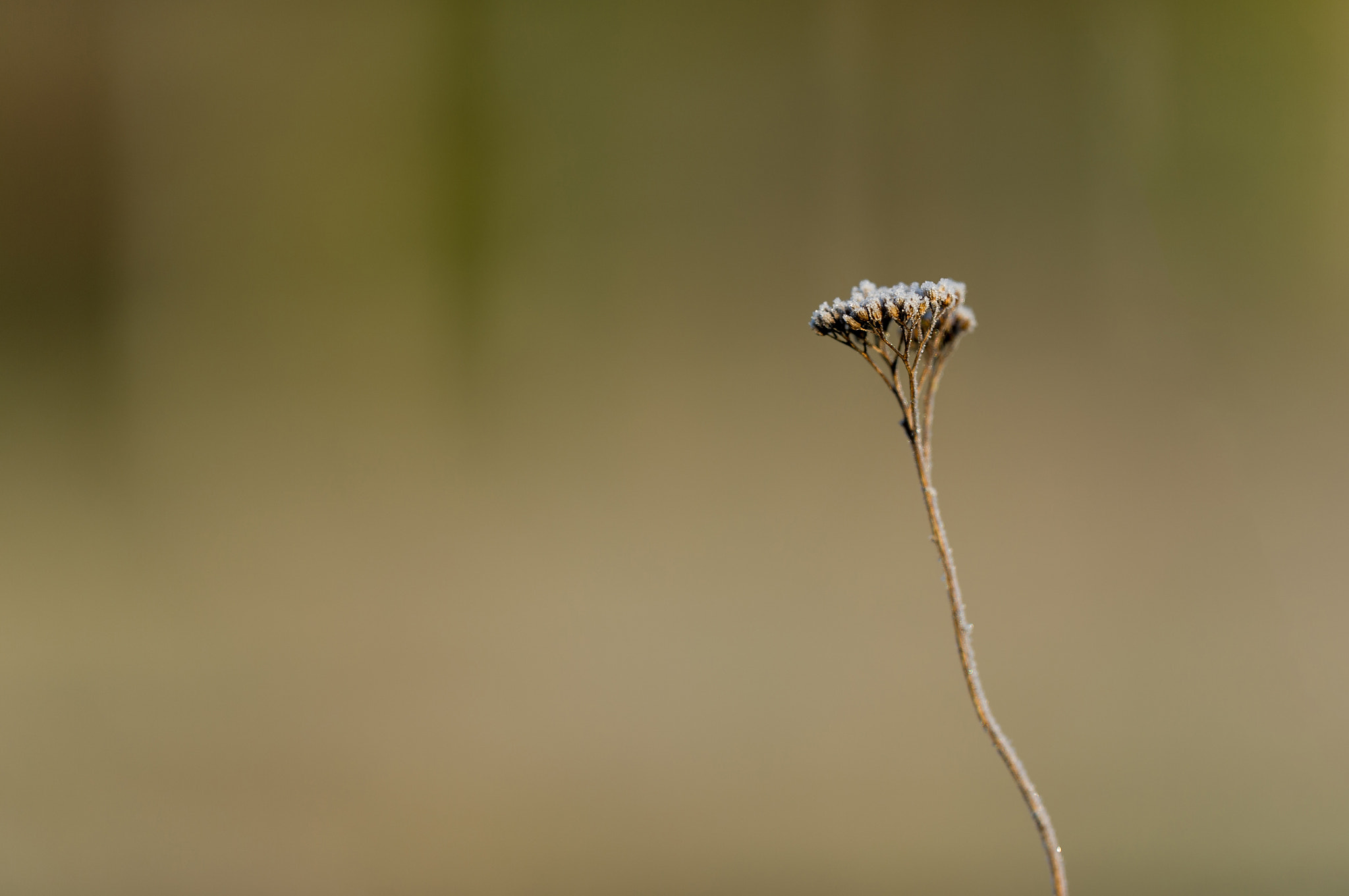 Nikon AF-S Nikkor 200mm F2G ED-IF VR sample photo. Alone in cold photography