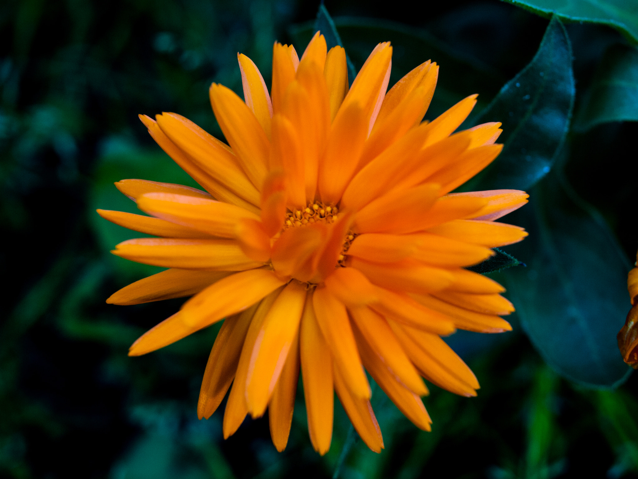 Olympus E-30 + OLYMPUS 35mm Lens sample photo. Orange flower photography