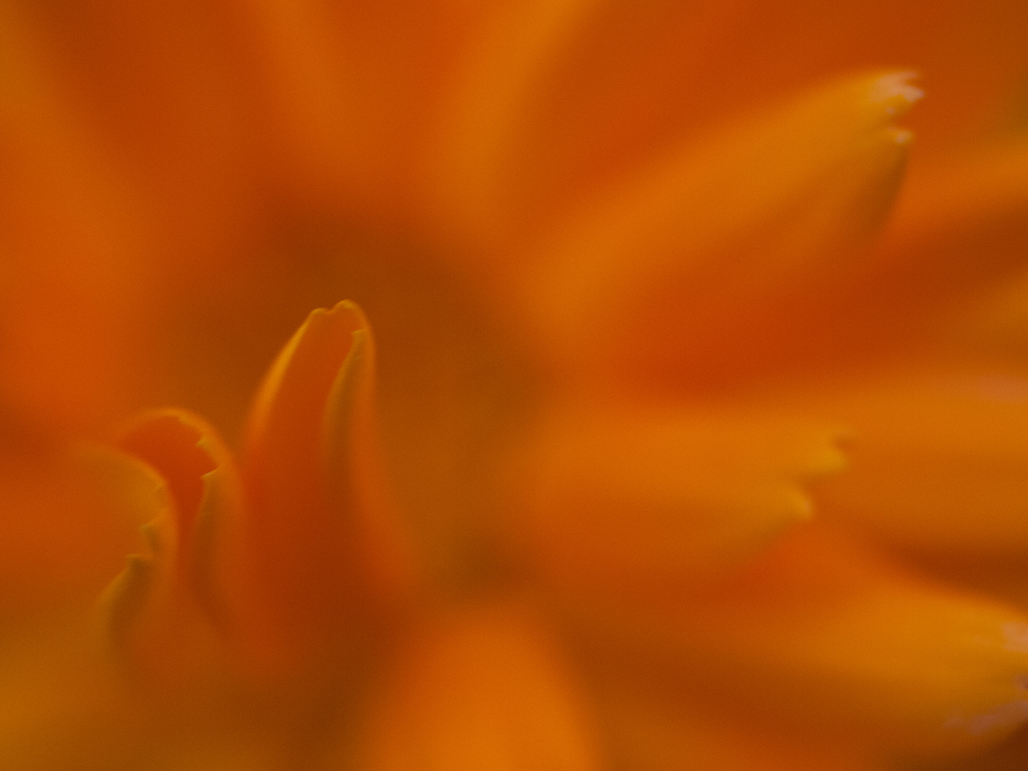 Olympus E-30 + OLYMPUS 35mm Lens sample photo. Orange flower photography