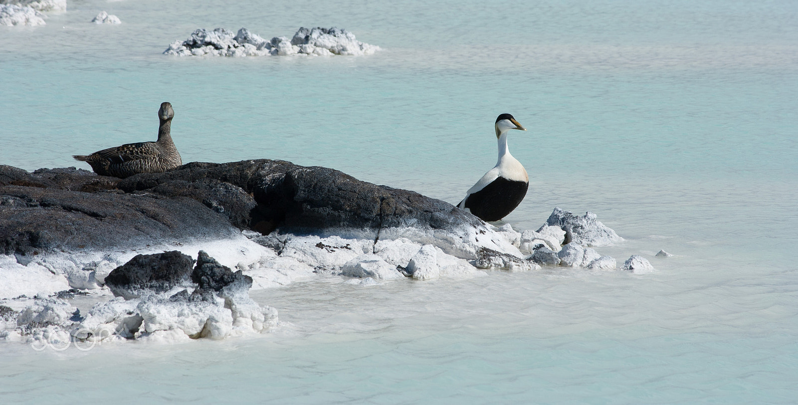 Canon EOS 400D (EOS Digital Rebel XTi / EOS Kiss Digital X) sample photo. Icelandic birds photography