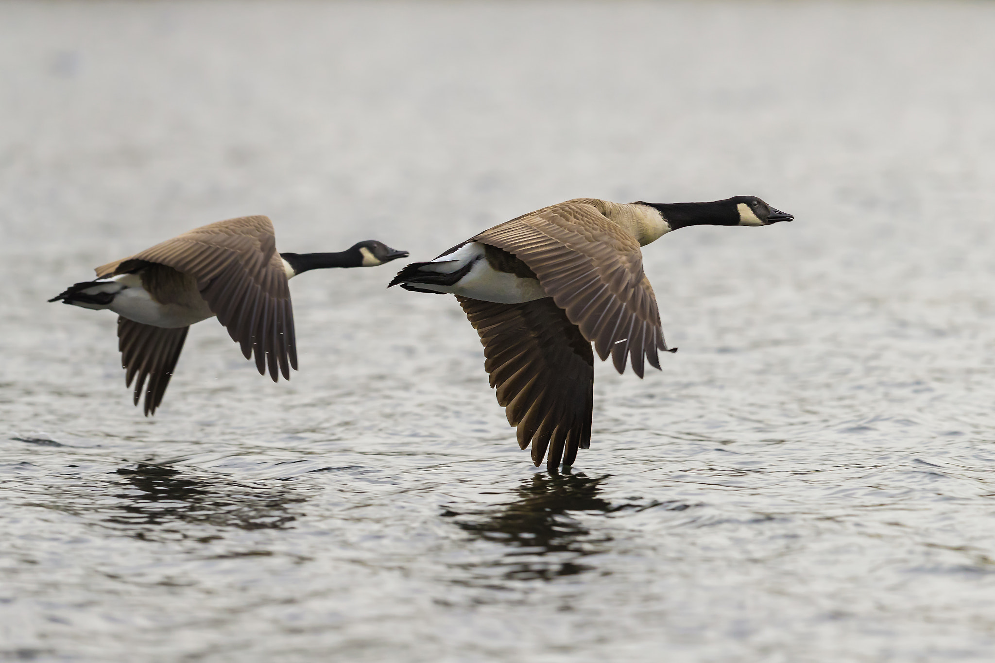 Canon EF 400mm F2.8L IS II USM sample photo. Canada goose.. photography
