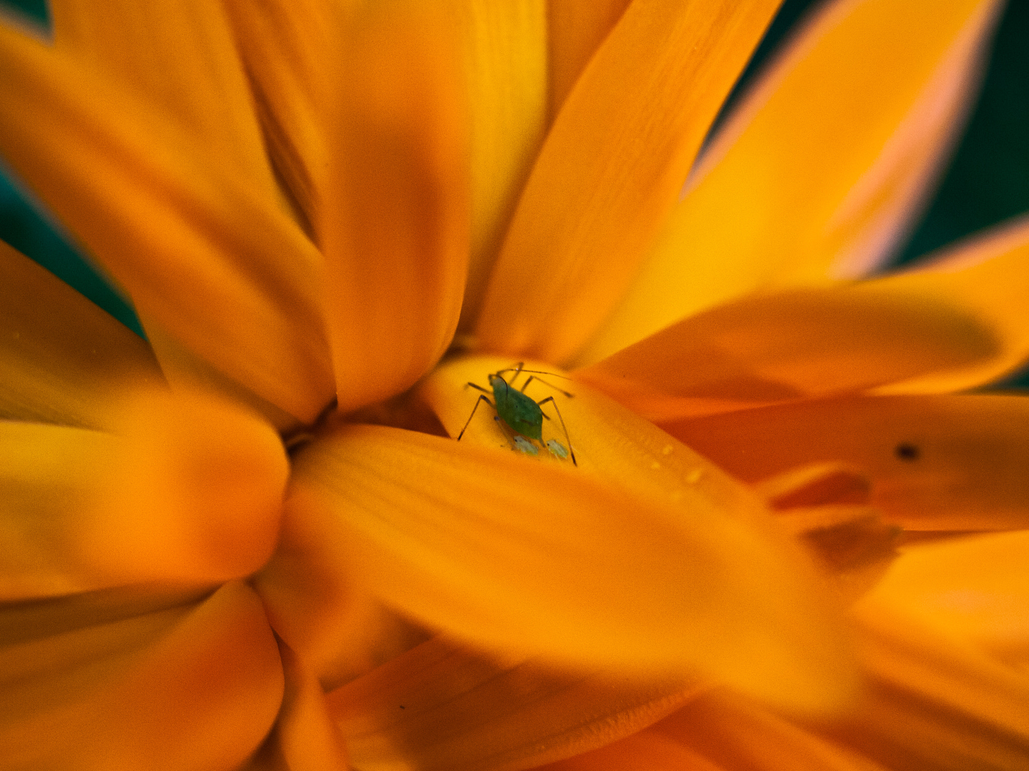 Olympus E-30 + OLYMPUS 35mm Lens sample photo. Orange flower photography