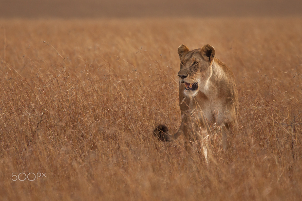 Canon EF 100-400mm F4.5-5.6L IS USM sample photo. The queen photography