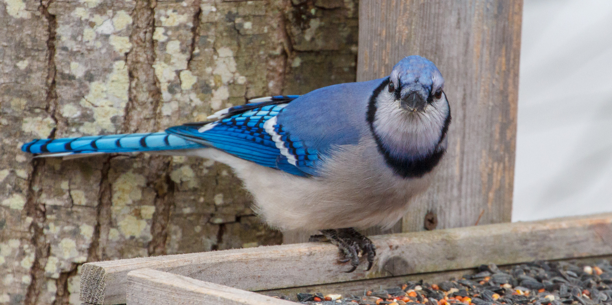 Canon EF 70-300mm F4-5.6L IS USM sample photo. Blue jay portrait photography