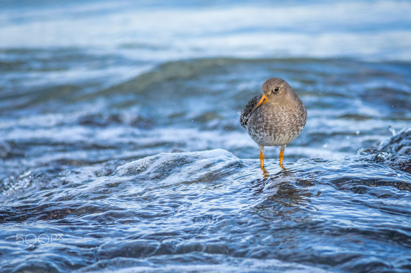 Nikon D7200 + Nikon AF-S Nikkor 300mm F4D ED-IF sample photo. Water water everywhere... photography