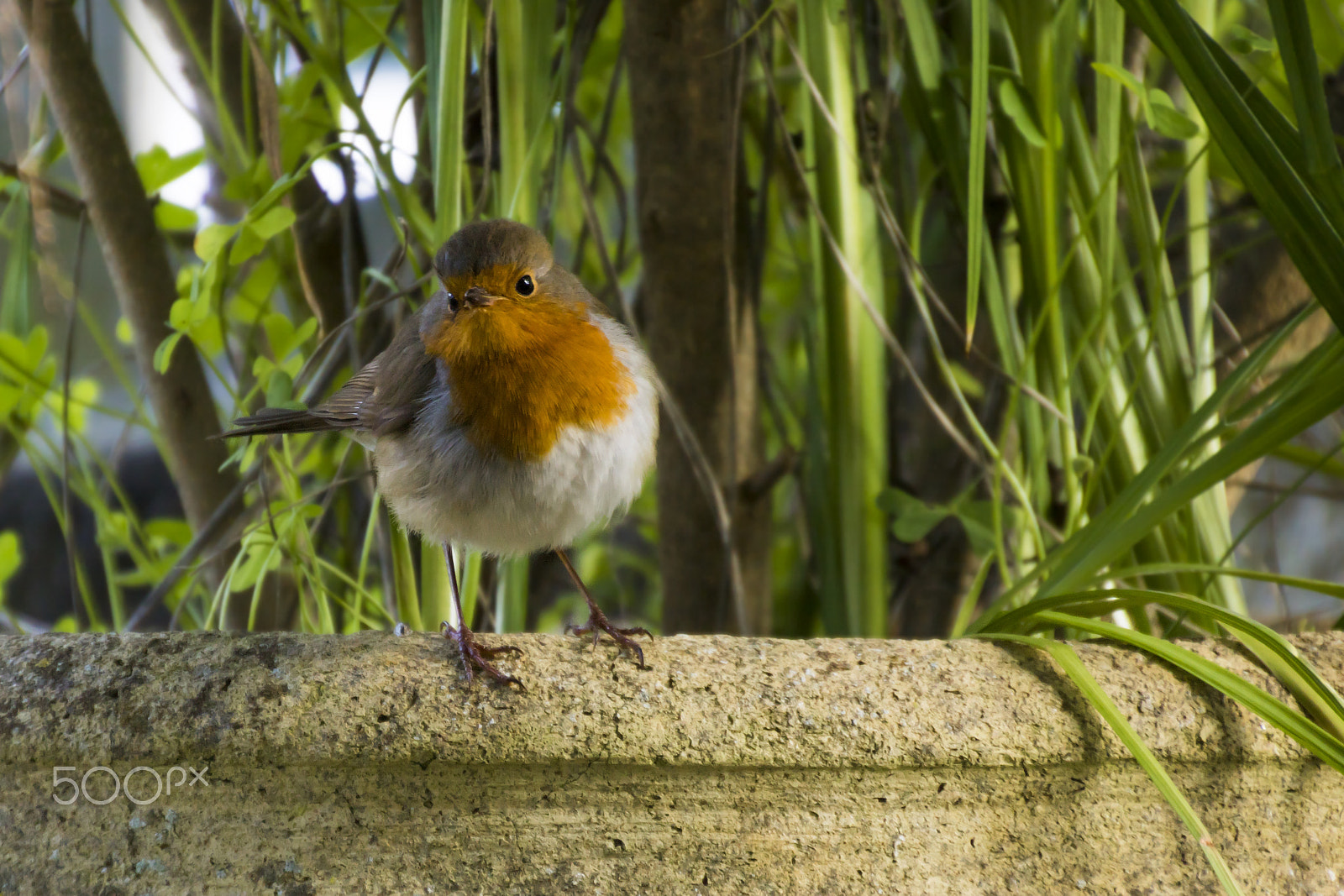 Canon EOS 760D (EOS Rebel T6s / EOS 8000D) sample photo. Little robin photography