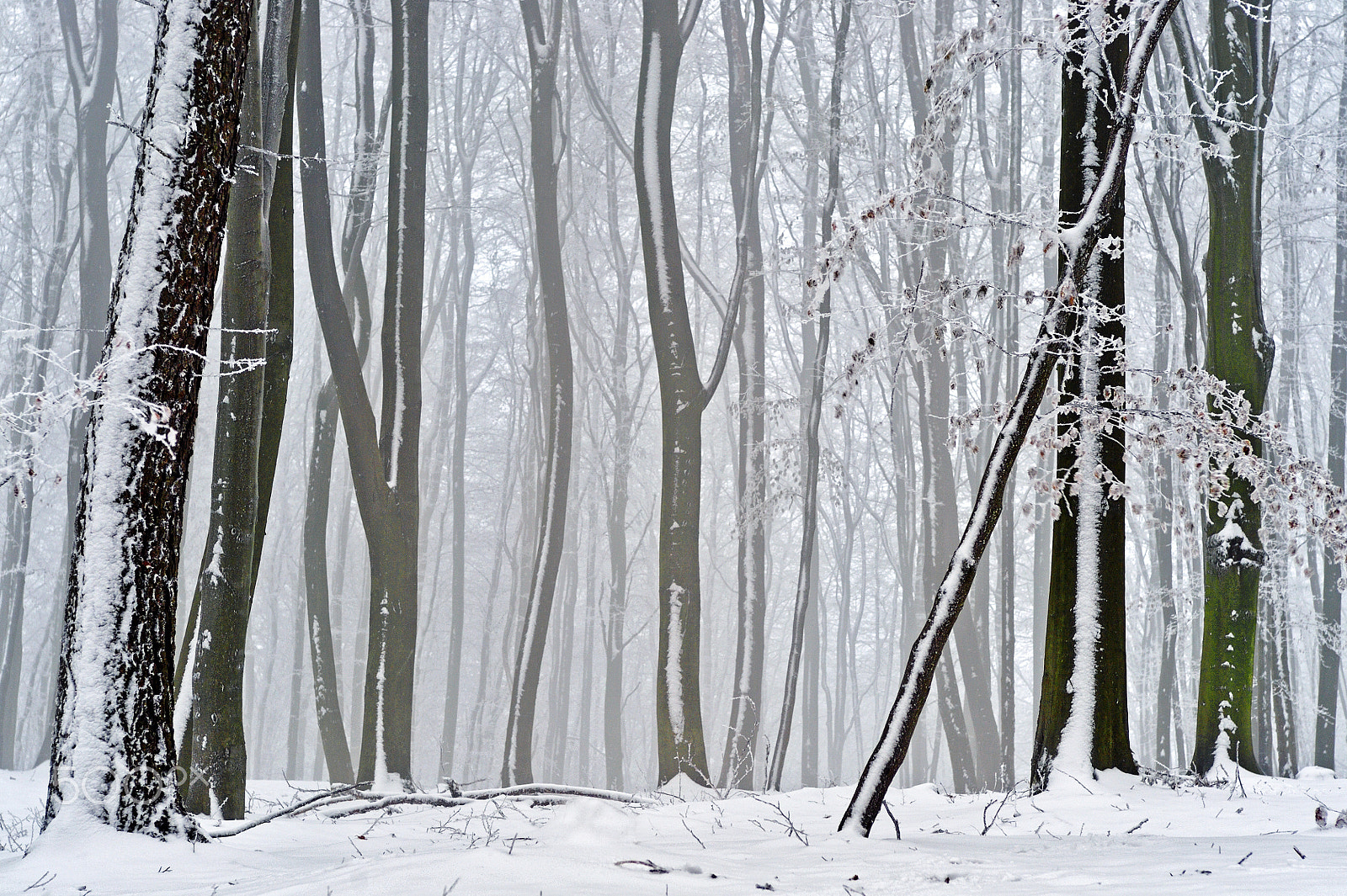 Nikon D700 sample photo. Cold days in the forest no.2 photography