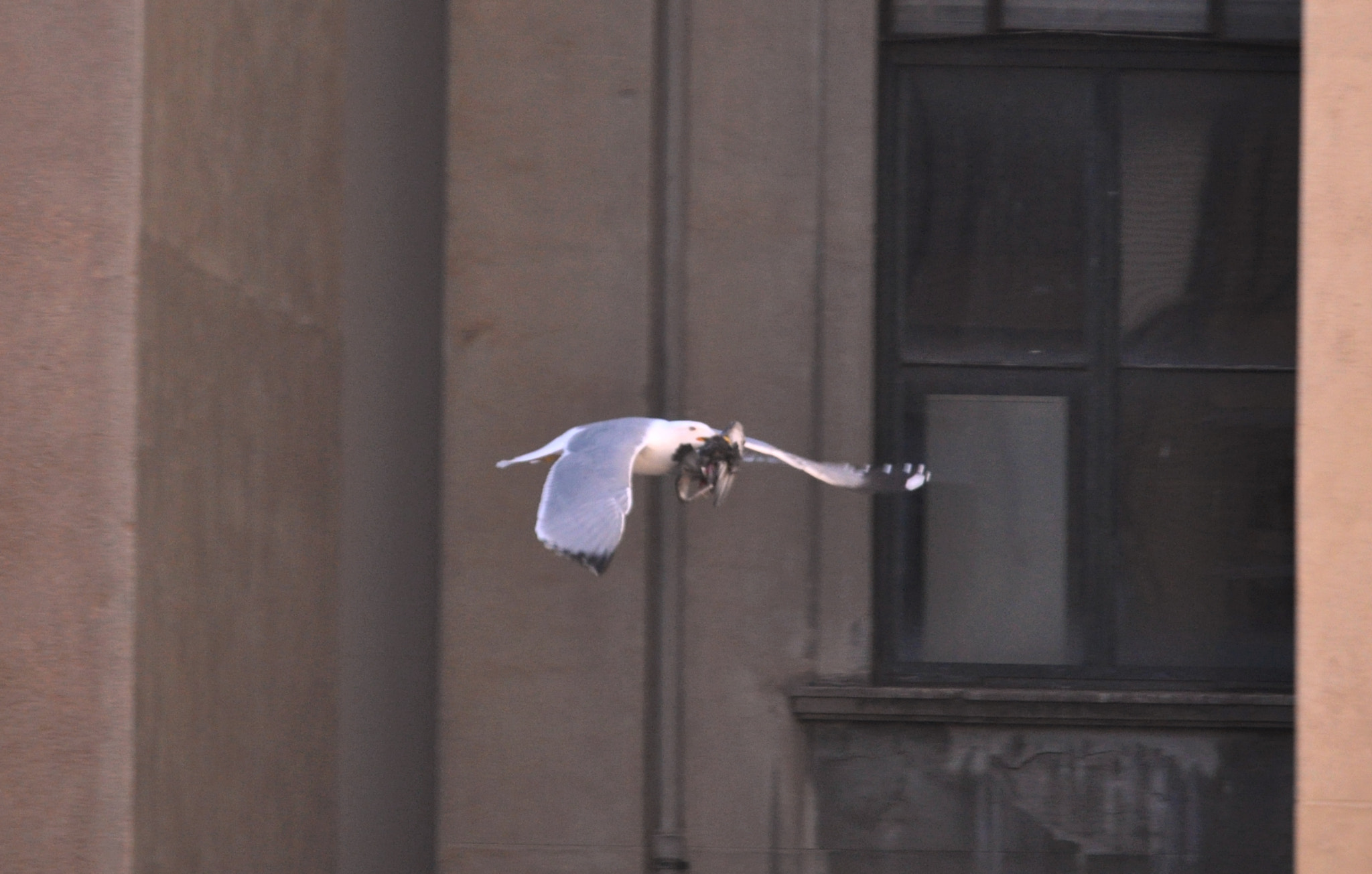 Nikon D5000 sample photo. Urban seagull photography