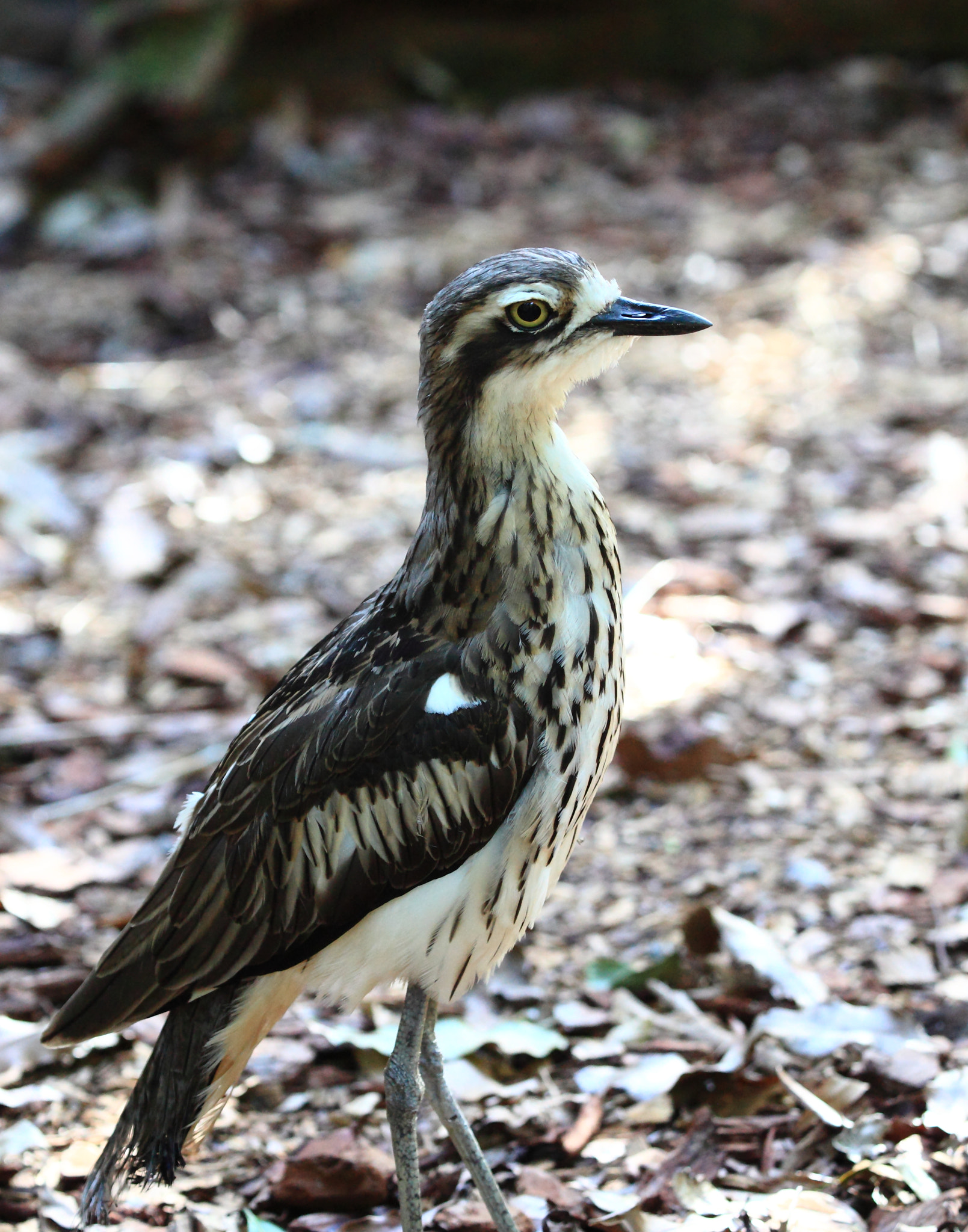Canon EOS 5D Mark II + Canon EF 100-400mm F4.5-5.6L IS USM sample photo. Bush stone curlew photography