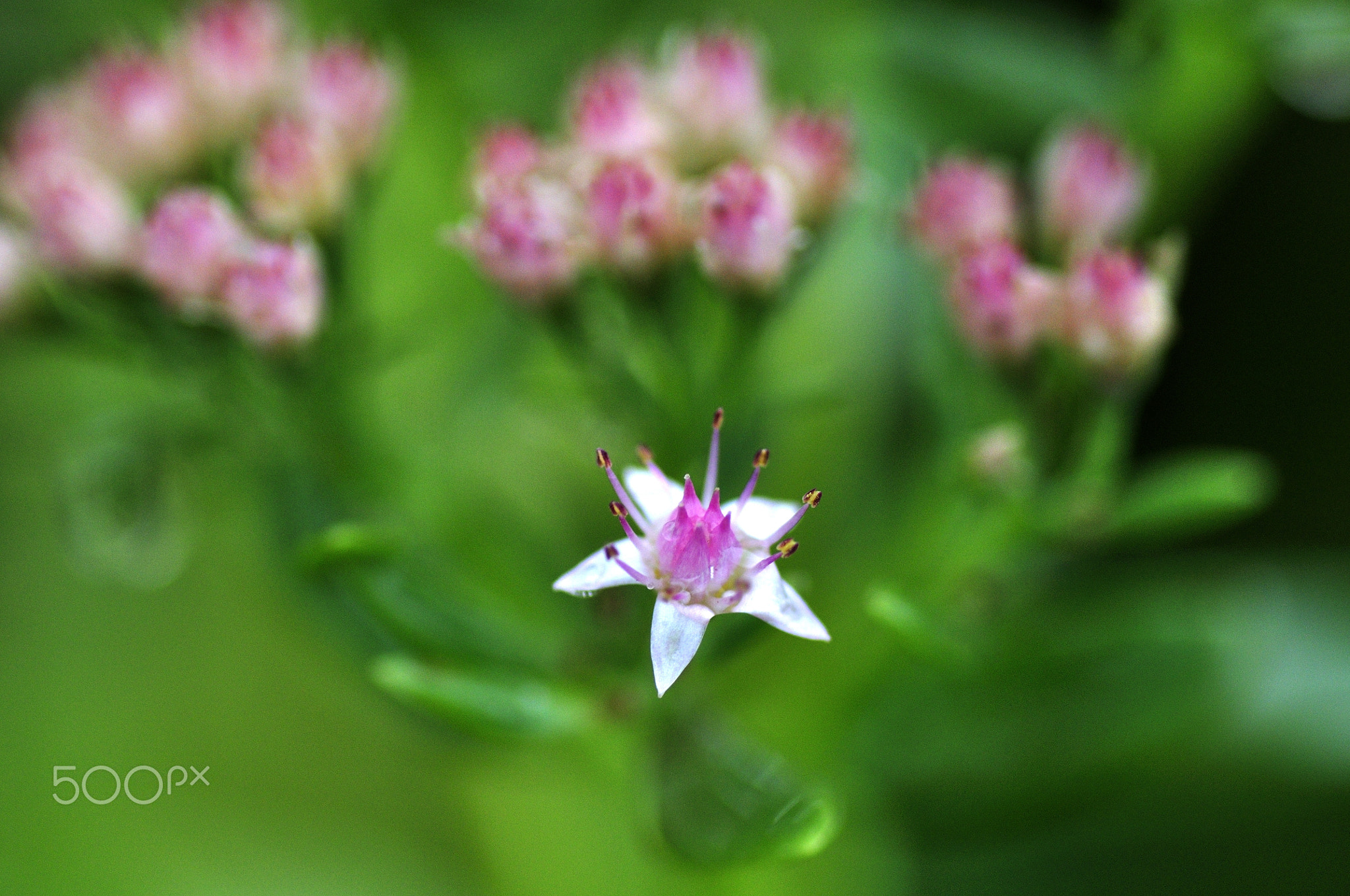 Beautiful flowers