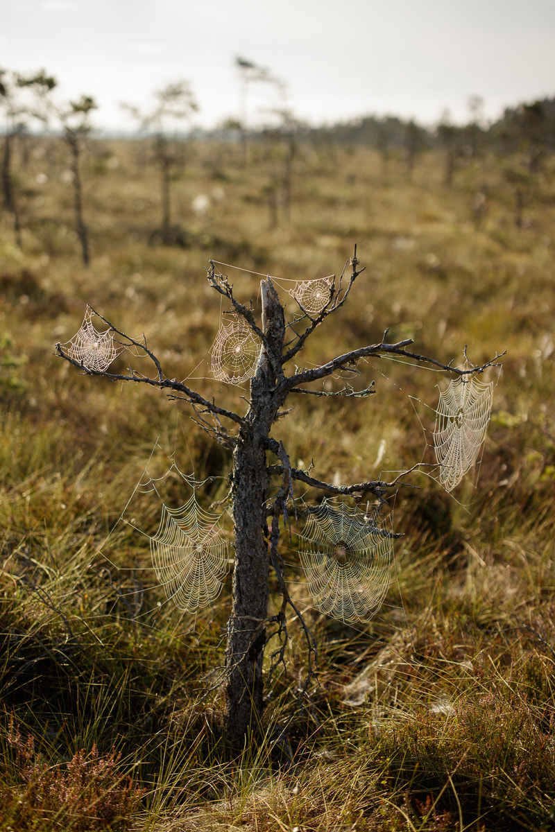 Canon EOS 5DS R + ZEISS Otus 55mm F1.4 sample photo. Store mosse nationalpark viii photography