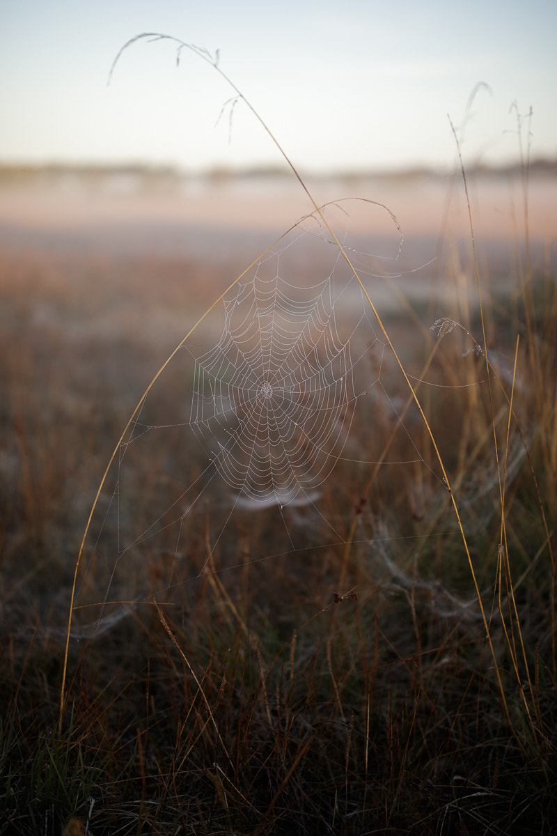 ZEISS Otus 55mm F1.4 sample photo. Norra Öland xv photography