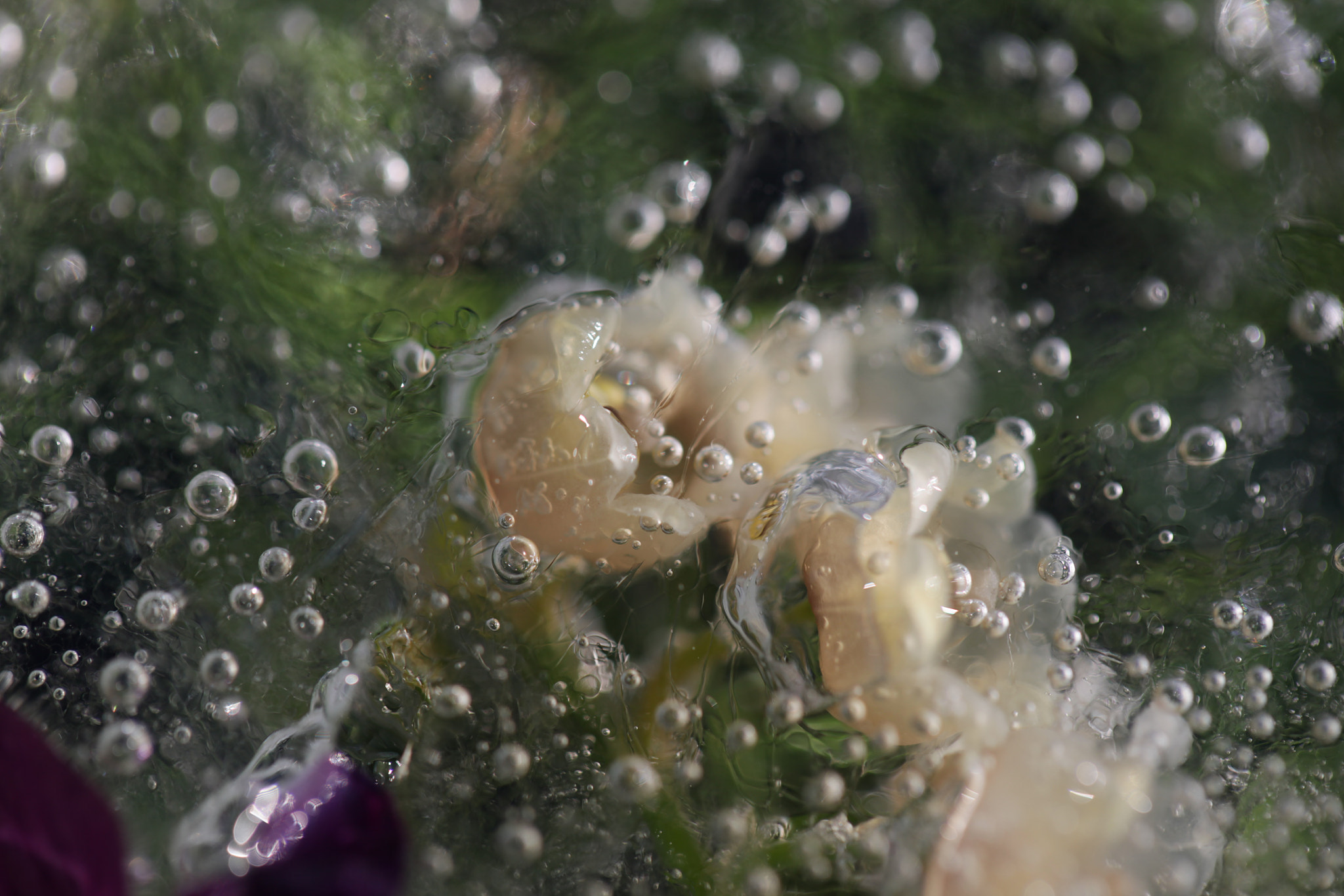 Canon EF 100mm F2.8L Macro IS USM sample photo. Maiglöckchen im eis photography