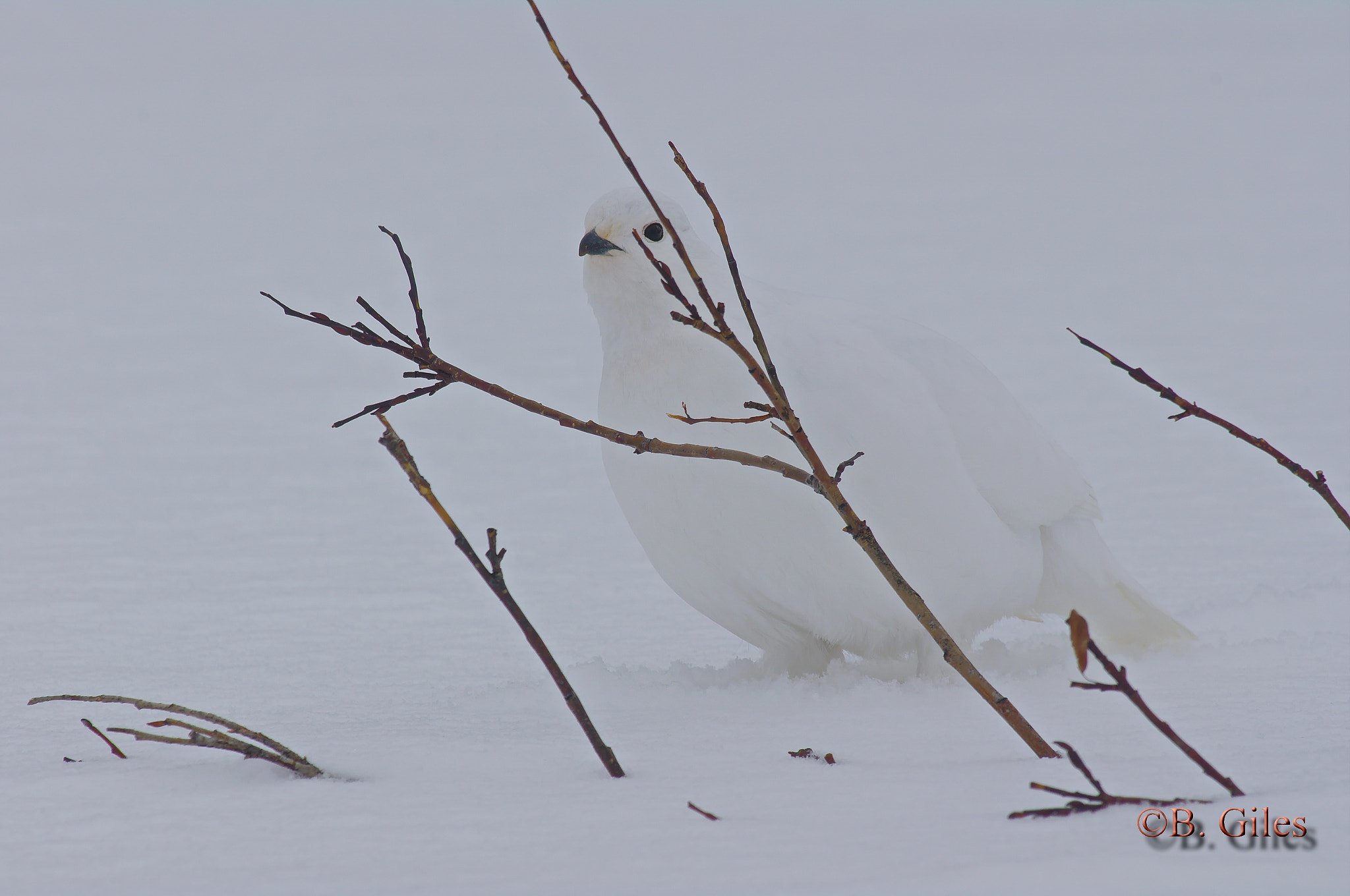 Pentax K-7 sample photo. Winter whites photography