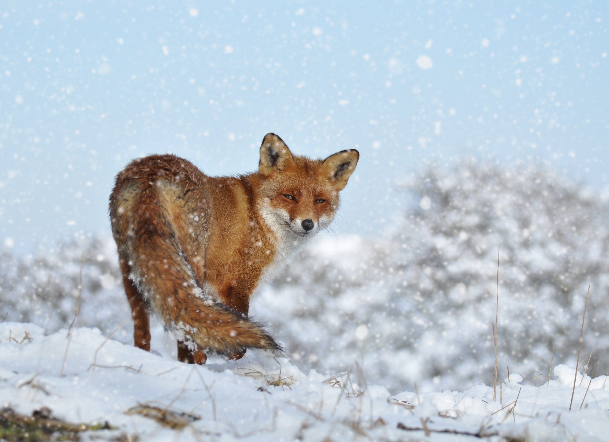 Nikon D800 sample photo. Snowfox photography