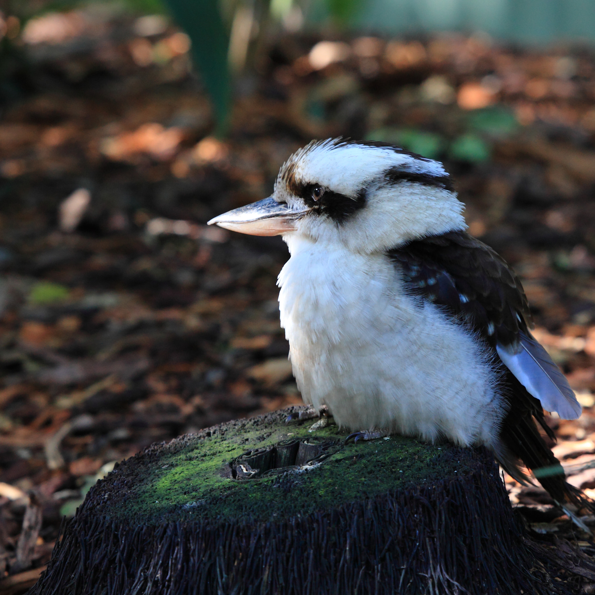 Canon EOS 5D Mark II + Canon EF 100-400mm F4.5-5.6L IS USM sample photo. Kookaburra photography