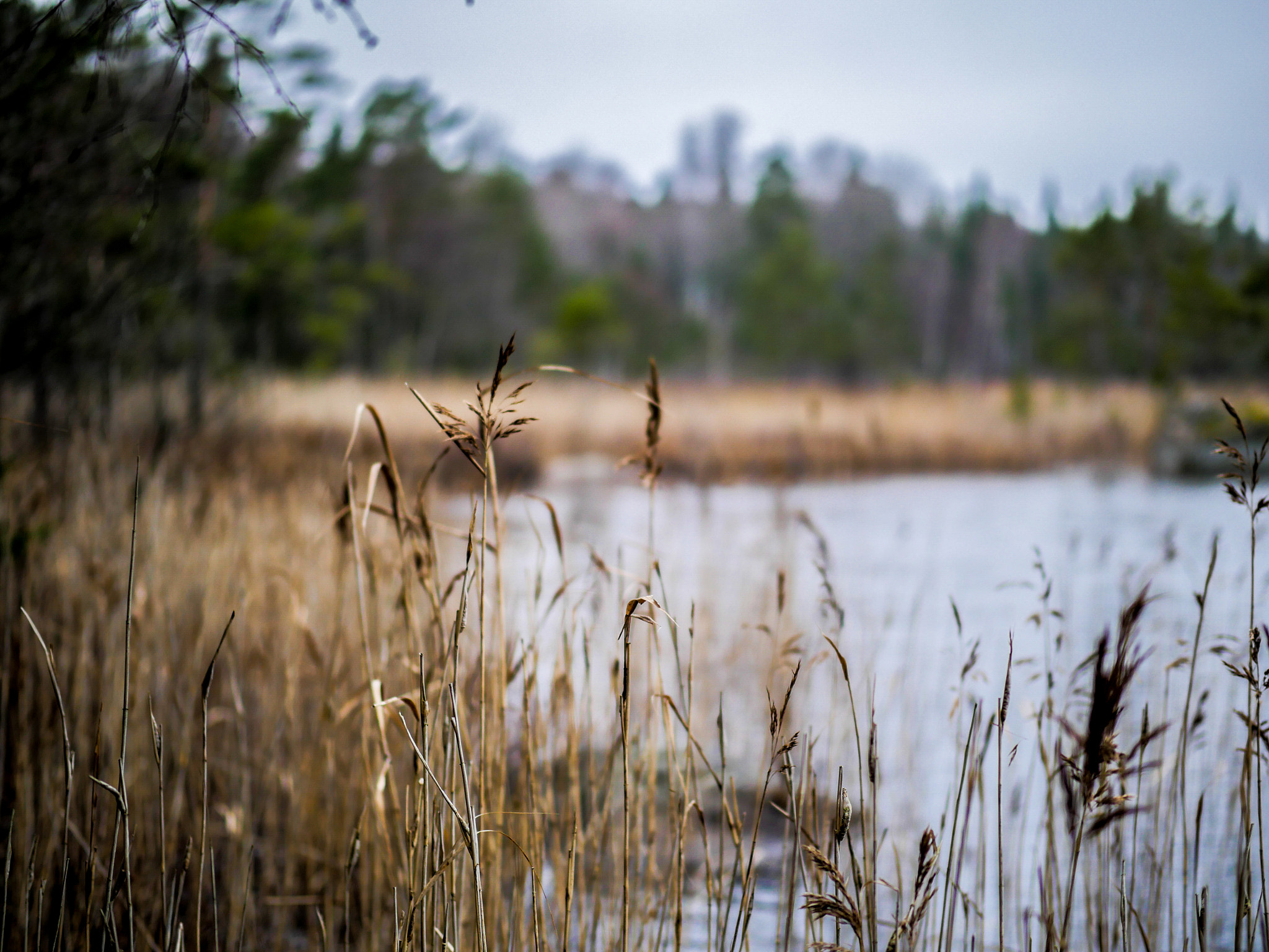 Panasonic Leica DG Nocticron 42.5mm F1.2 ASPH OIS sample photo. Reed plants photography