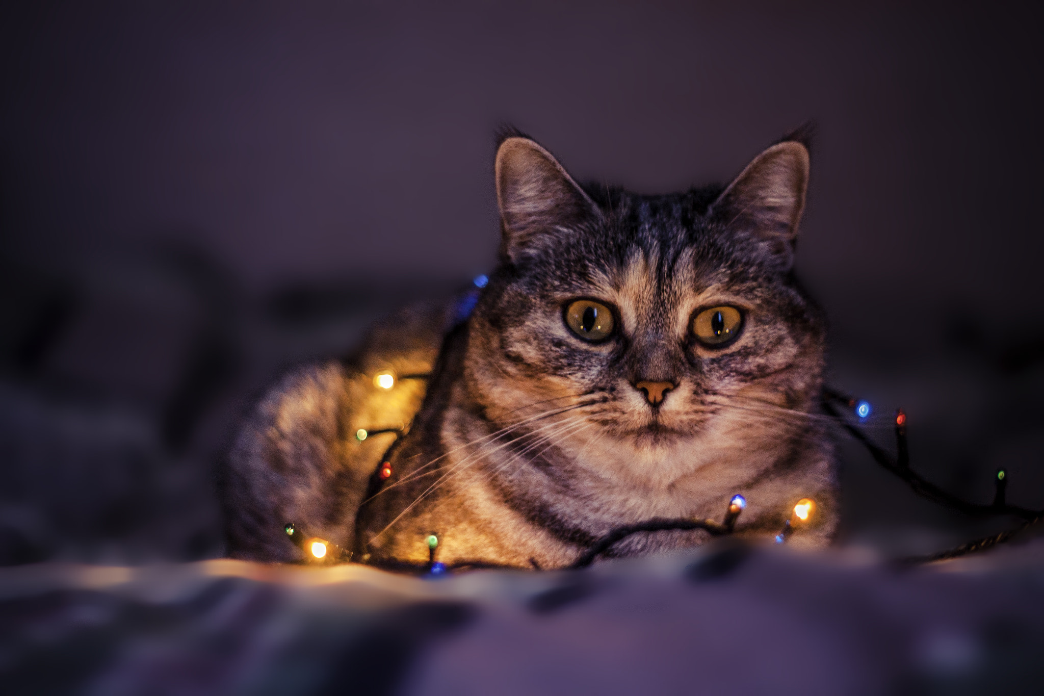 Canon EOS 500D (EOS Rebel T1i / EOS Kiss X3) sample photo. Kitty photography