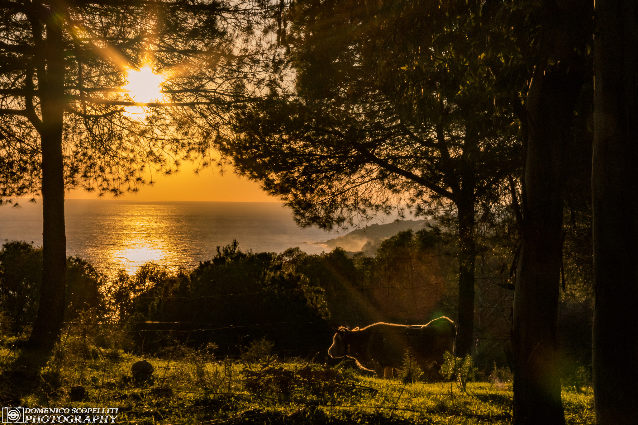 Canon EF-S 17-85mm F4-5.6 IS USM sample photo. Calabria photography