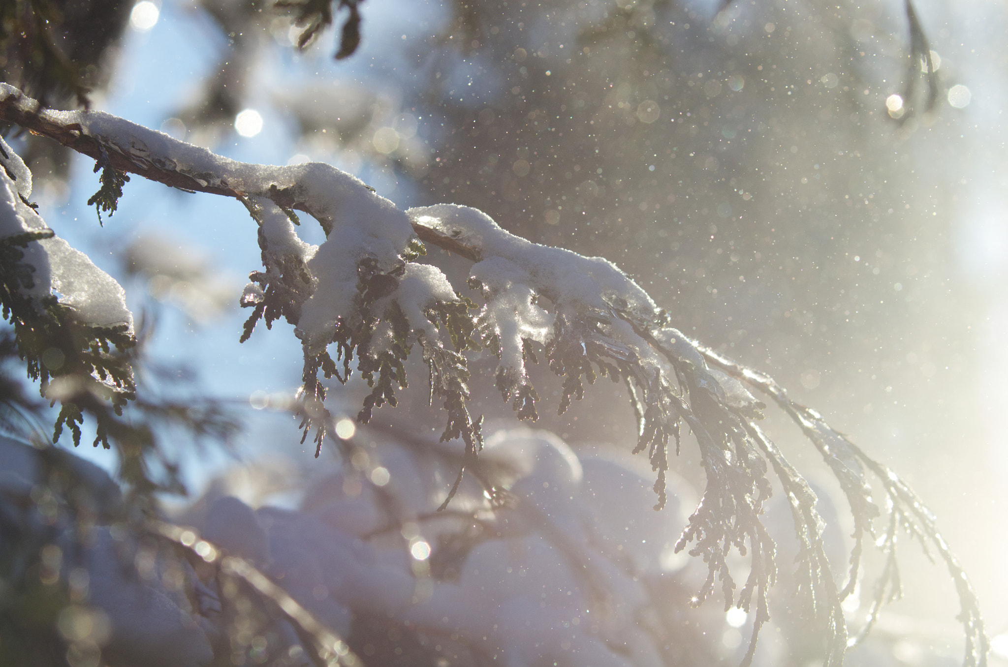 Pentax K-5 II sample photo. Snow falling on cedar (2017) photography