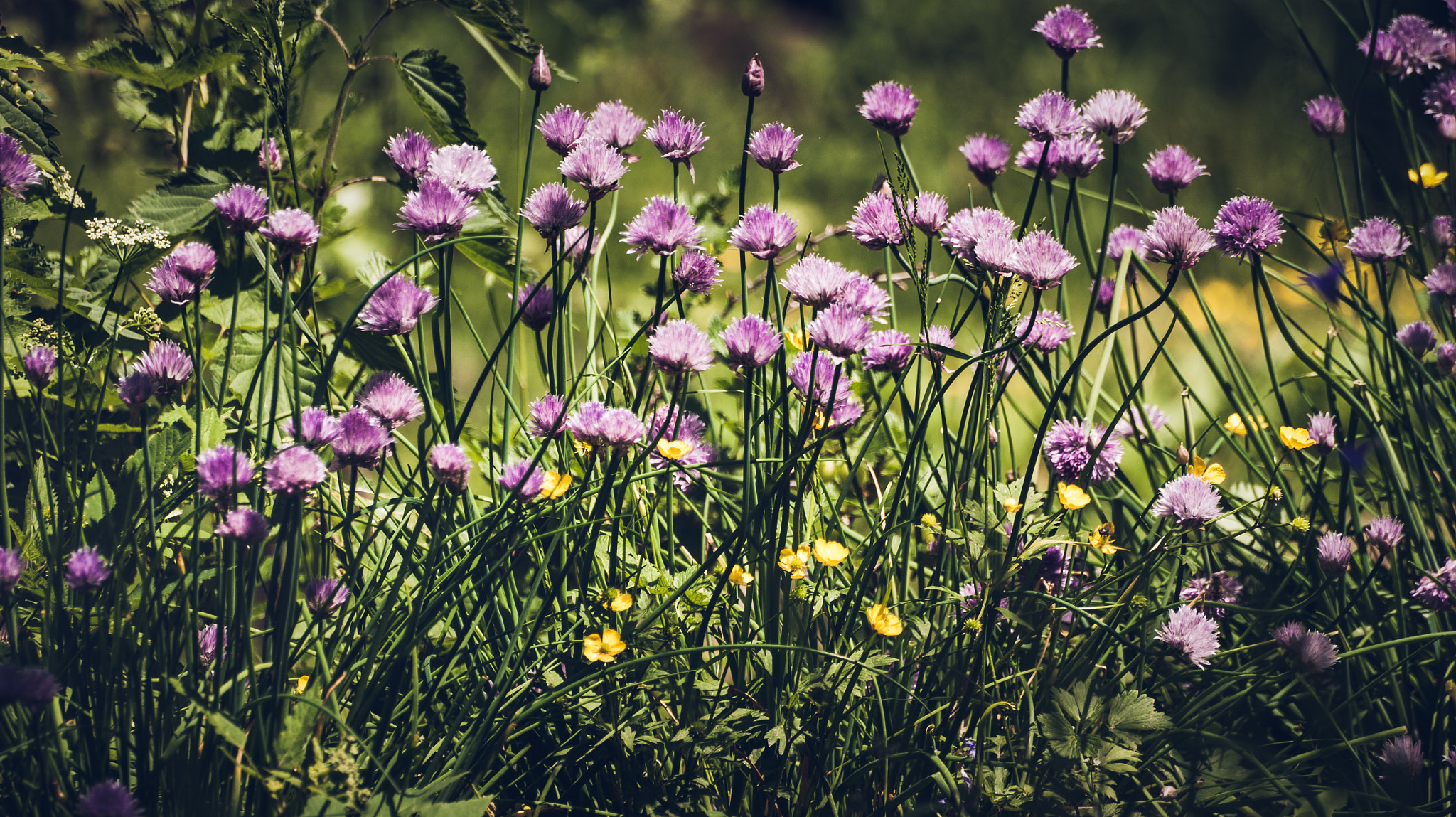 Sony 75-300mm F4.5-5.6 sample photo. Flowers photography