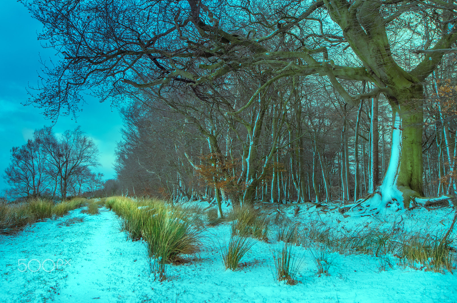 Nikon D500 sample photo. Edge of woods photography