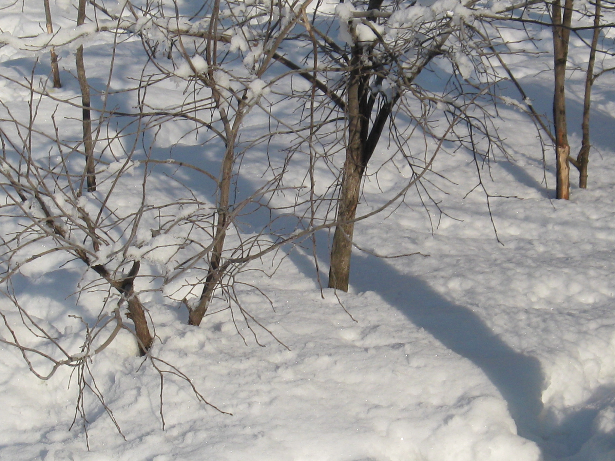 Canon PowerShot A580 sample photo. Winter snowdrifts photography