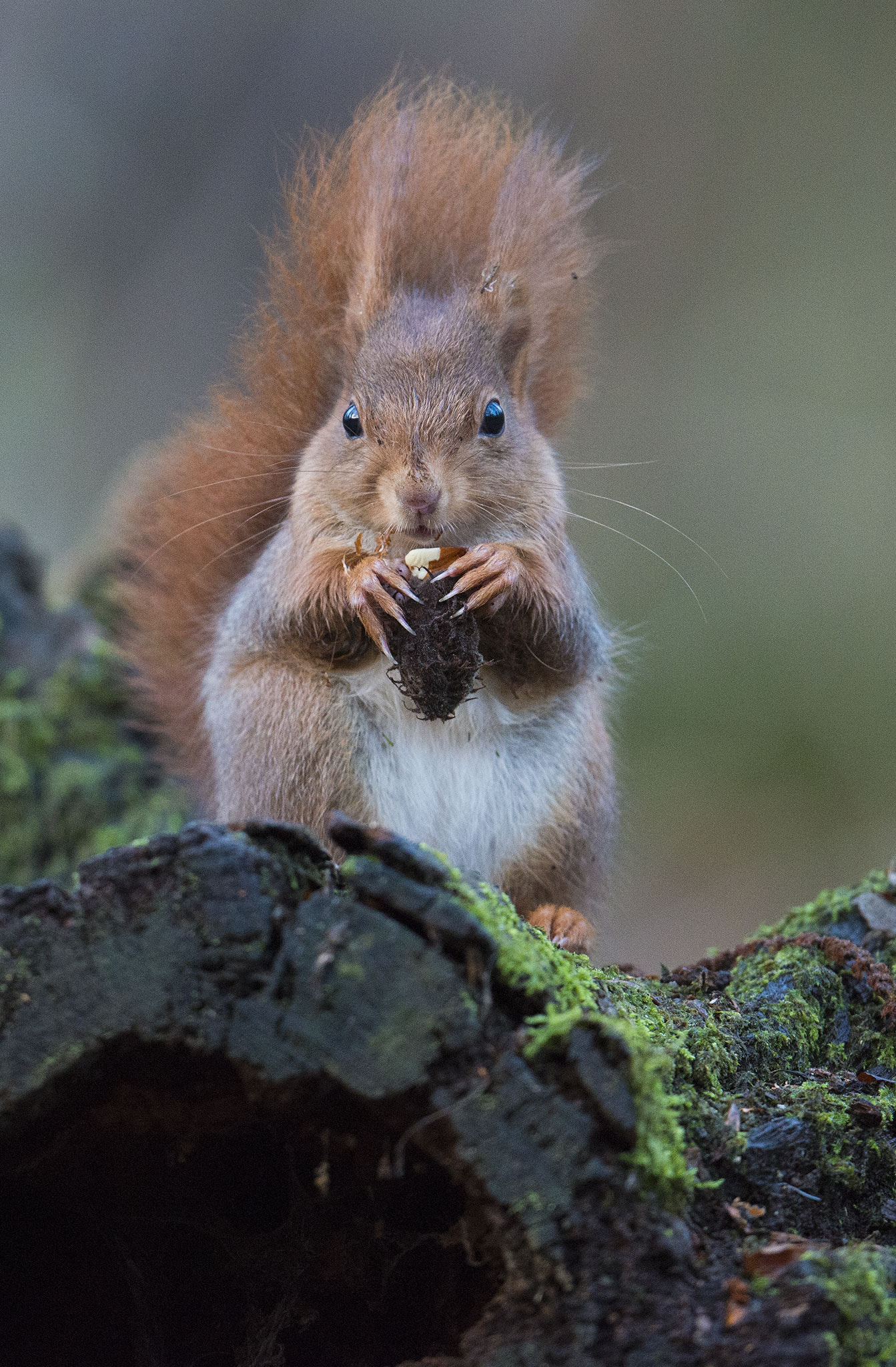 Nikon D800 + Nikon AF-S Nikkor 500mm F4E FL ED VR sample photo. Écureuil roux/red squirrel photography