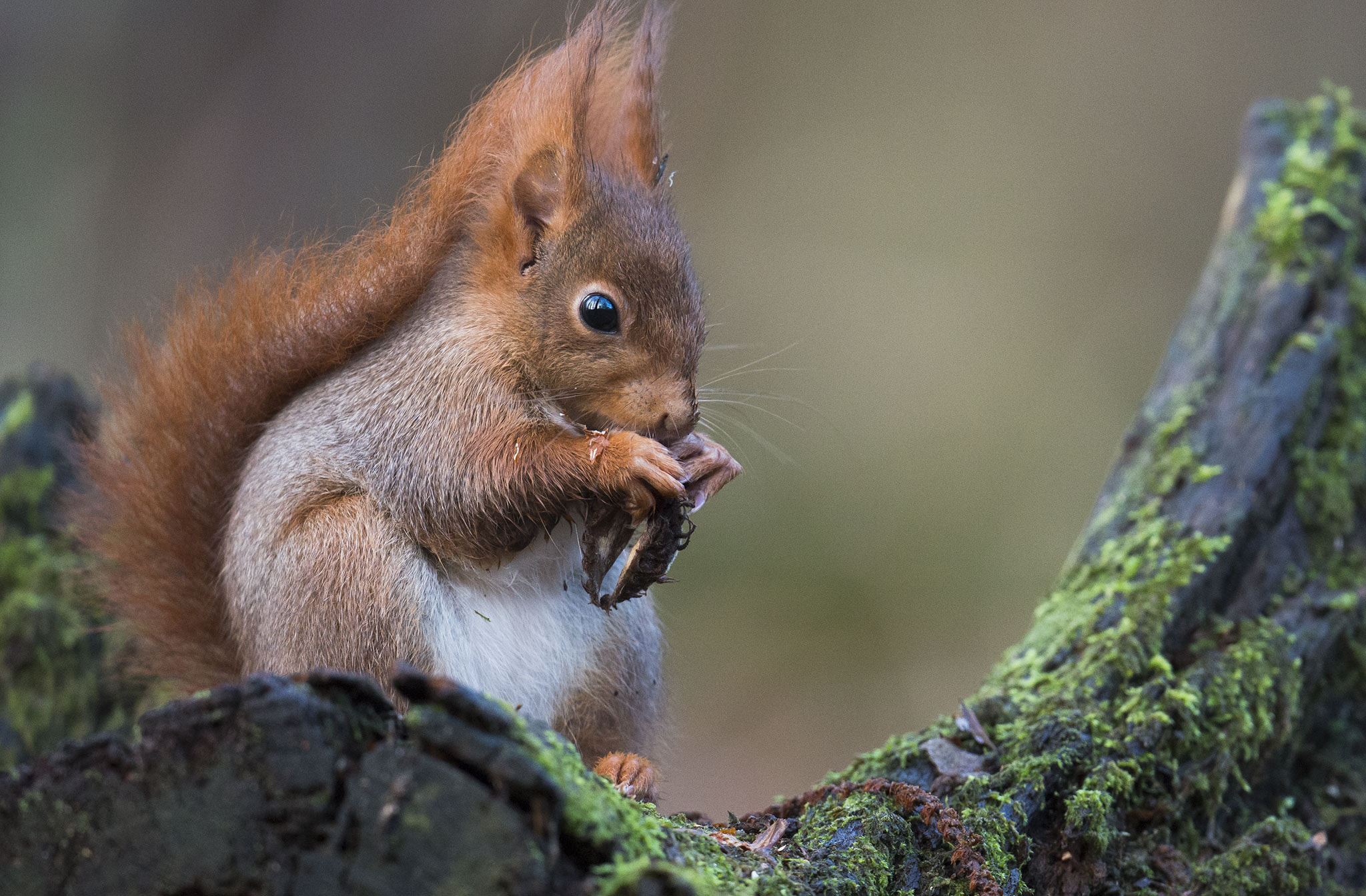 Nikon D800 + Nikon AF-S Nikkor 500mm F4E FL ED VR sample photo. Écureuil roux/red squirrel photography