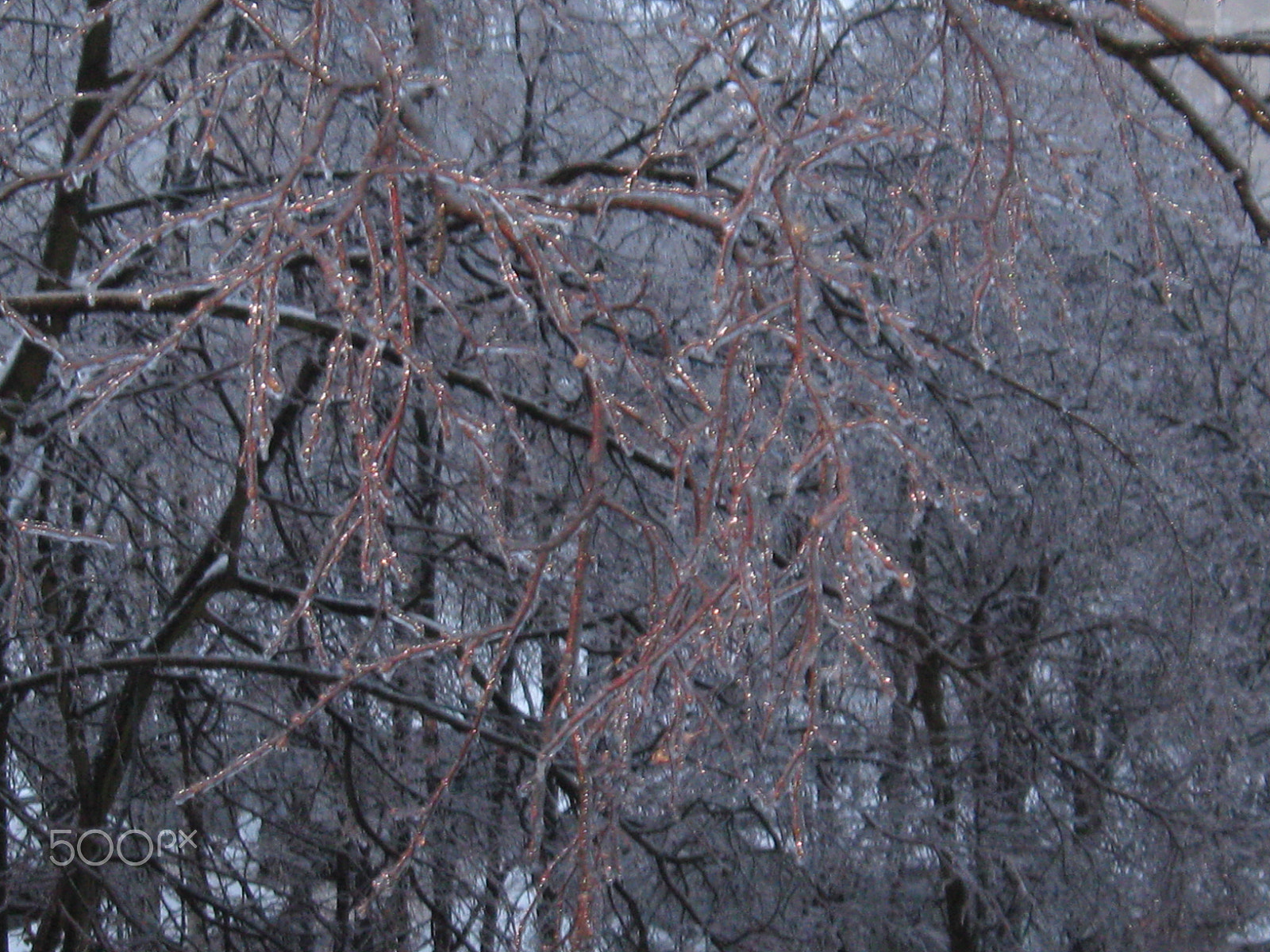 Canon PowerShot A580 sample photo. Trees frozen in ice photography