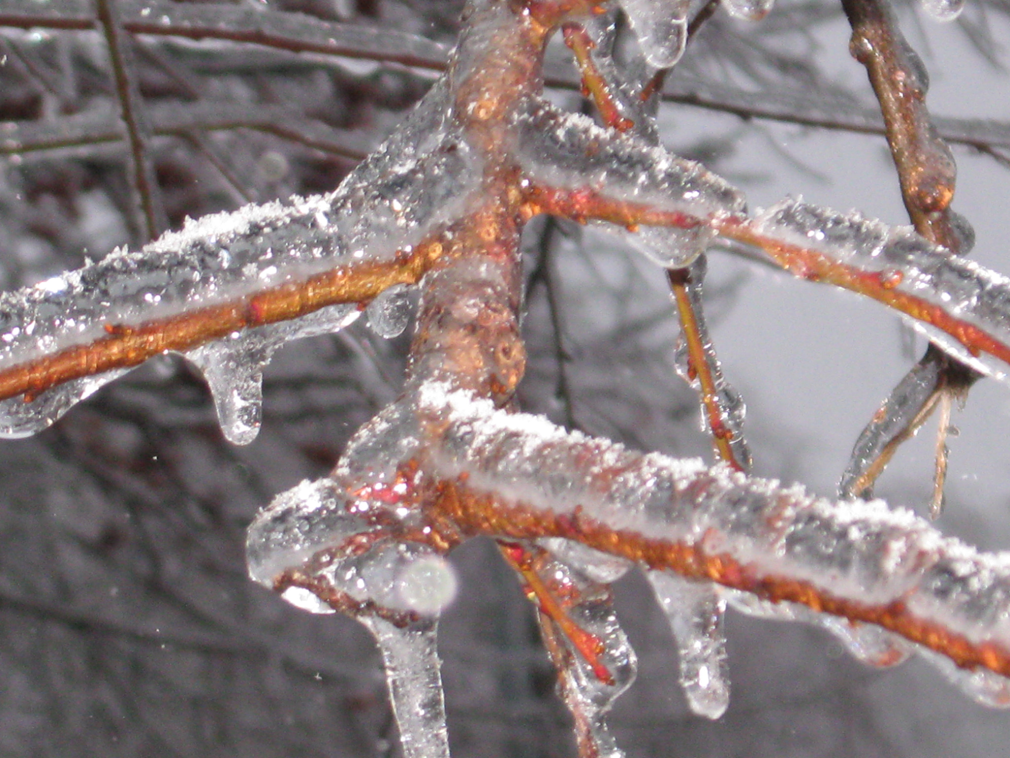 Canon PowerShot A580 sample photo. Trees frozen in ice photography