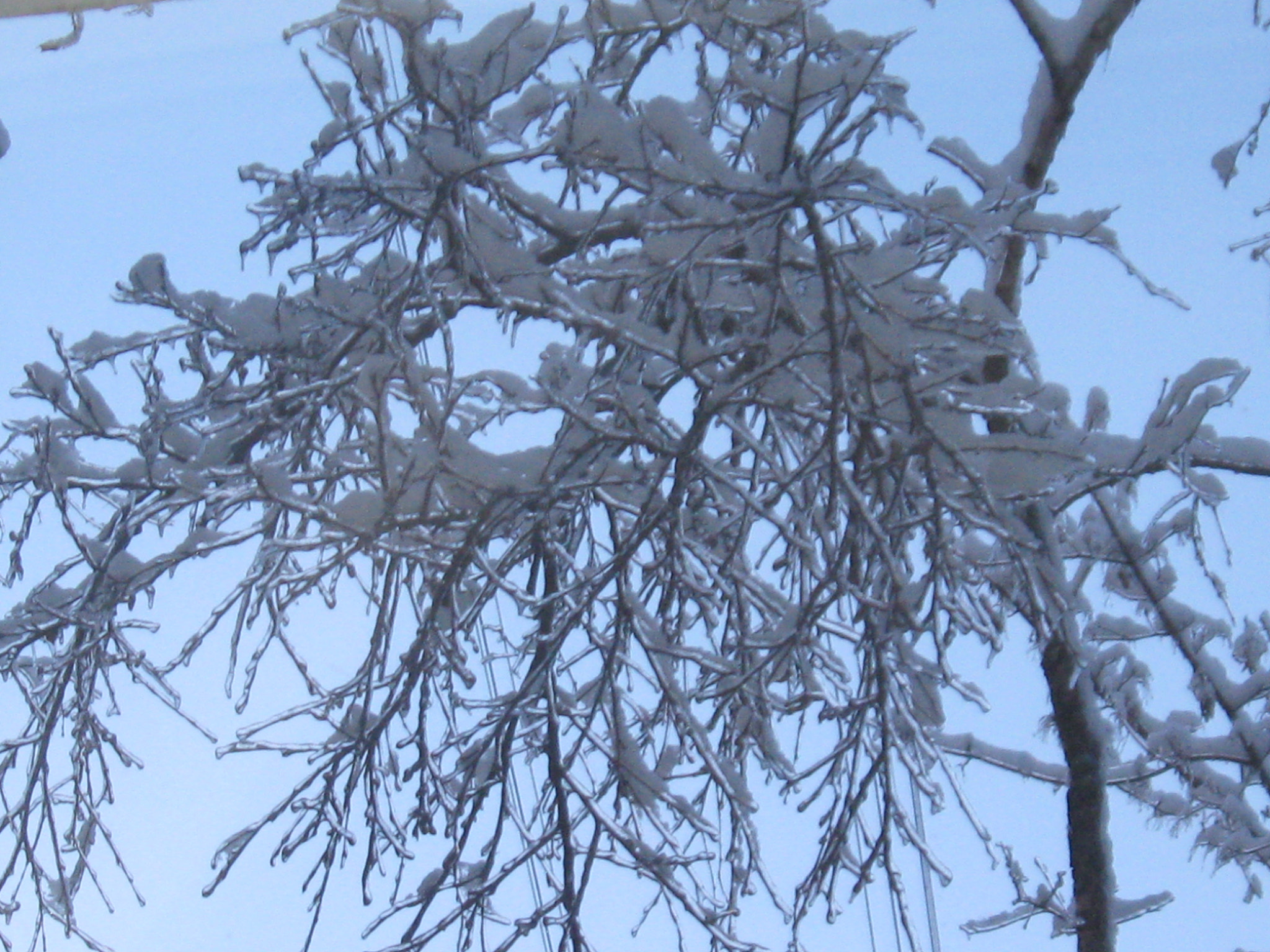 Canon PowerShot A580 sample photo. Trees in the snow photography