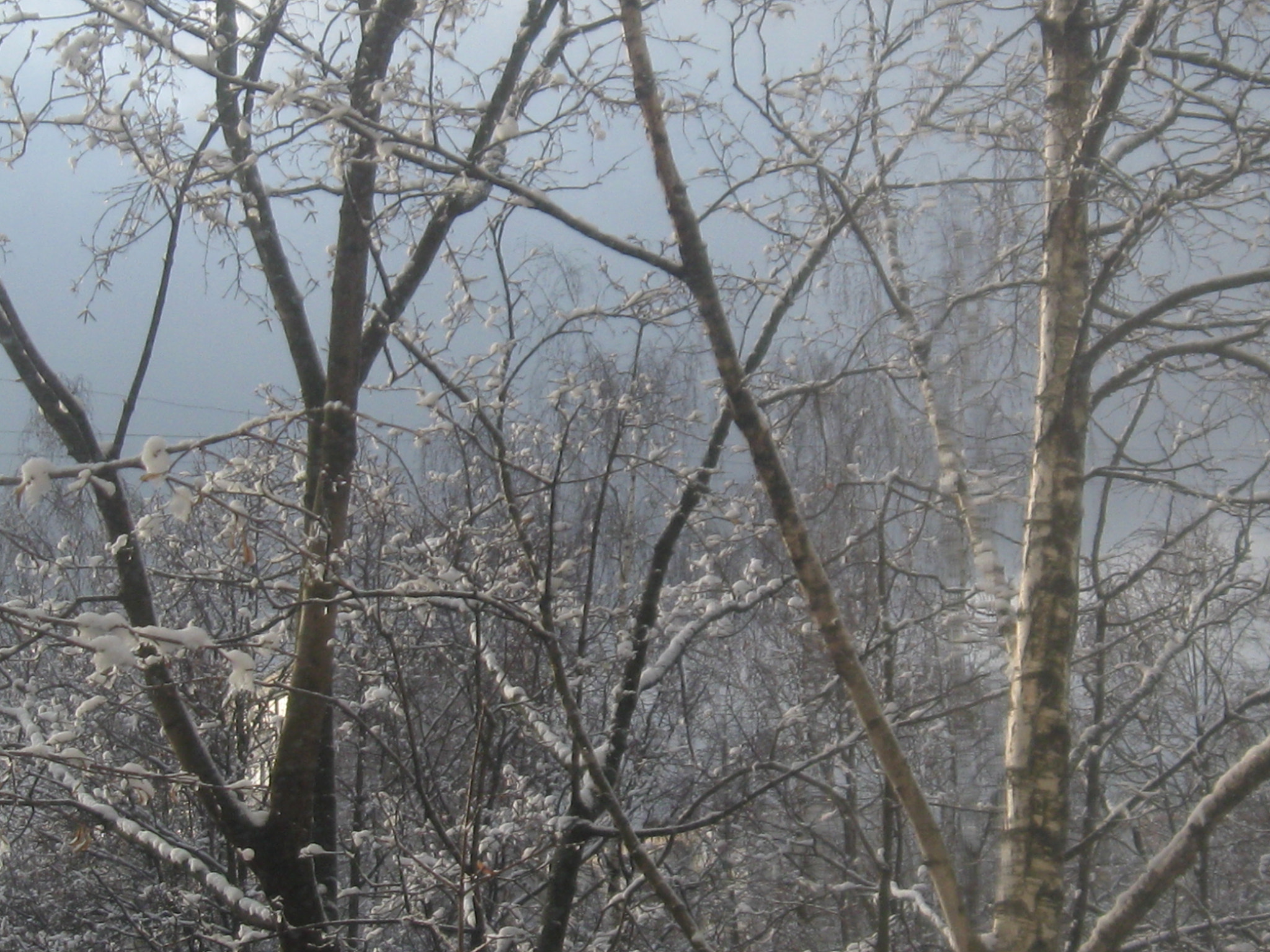 Canon PowerShot A580 sample photo. Trees in the snow photography